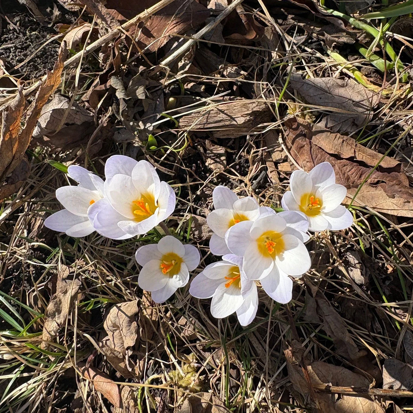 Happy Spring!!! 🌿

We made it. While there may still be a few chilly days ahead, the gardens are waking up and starting to show their beauty.

Take a walk today and see what you can find&mdash;those little pops of color and quiet signs of the season