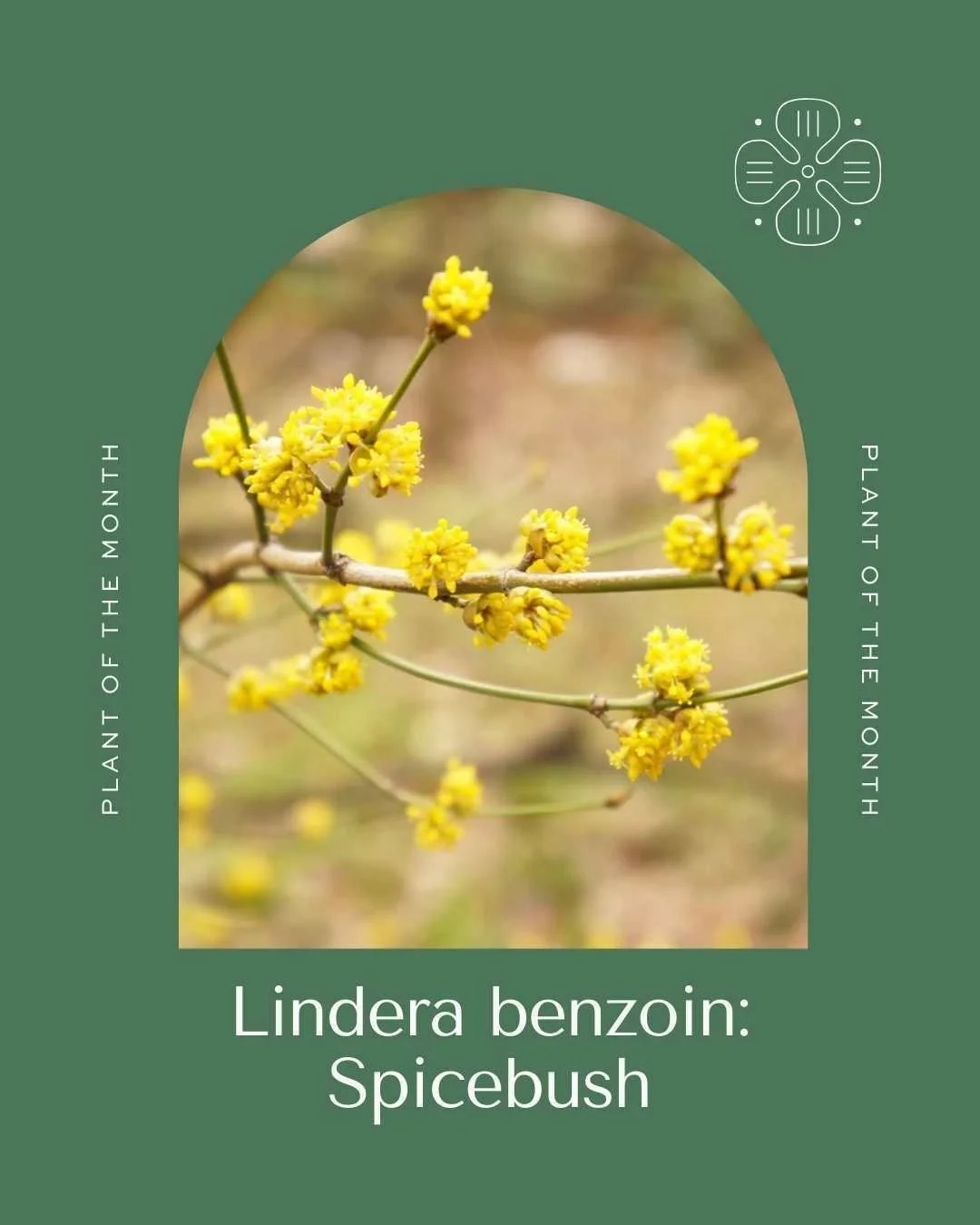 A Native Alternative to Forsythia

In early spring&mdash;before most plants leaf out&mdash;a soft cloud of yellow blooms appears across the Midwest. This early standout is Lindera benzoin, or Spicebush.

Ideal for the Chicago metropolitan area, it bl