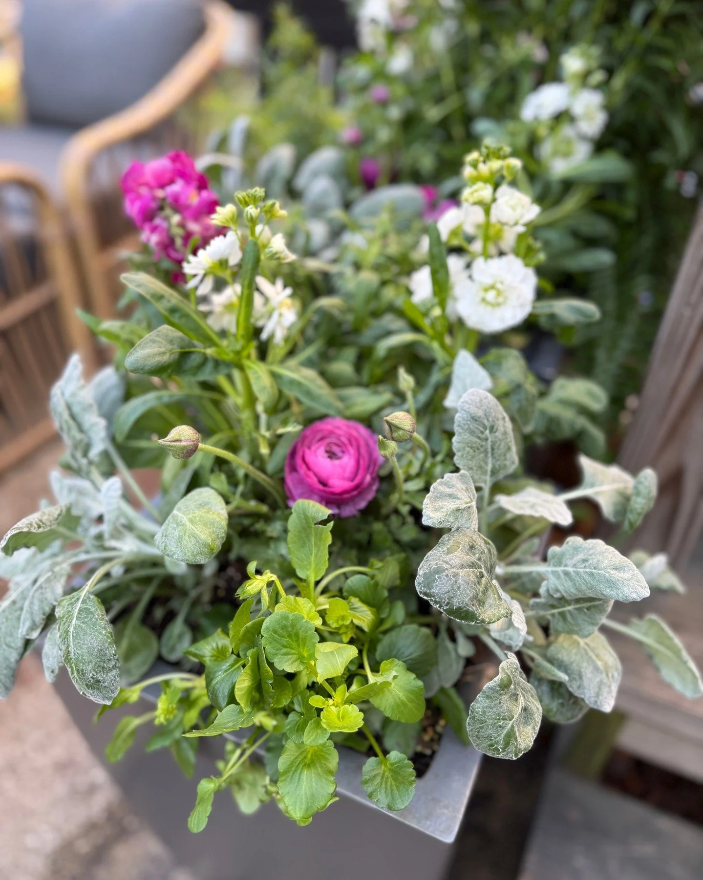 A little flower candy to brighten your day! 🌸

Spring is officially coming to life&mdash;our container plantings are underway, and bulbs are popping up everywhere, bringing color and energy back to the garden. 

#springishere