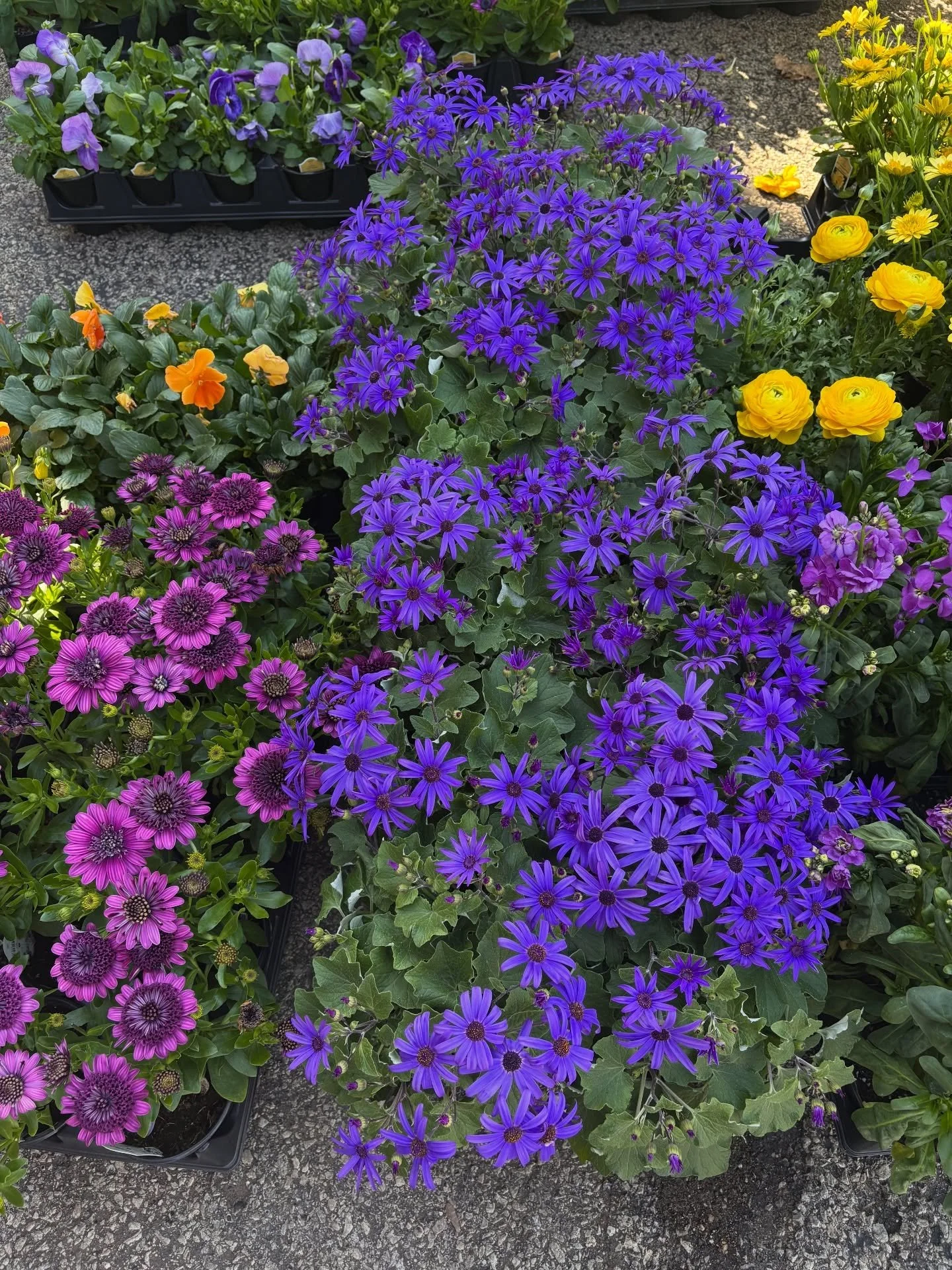 We are in heaven with all the spring color! So you will be seeing a lot of these beauties on here for awhile;) 

#springjoy