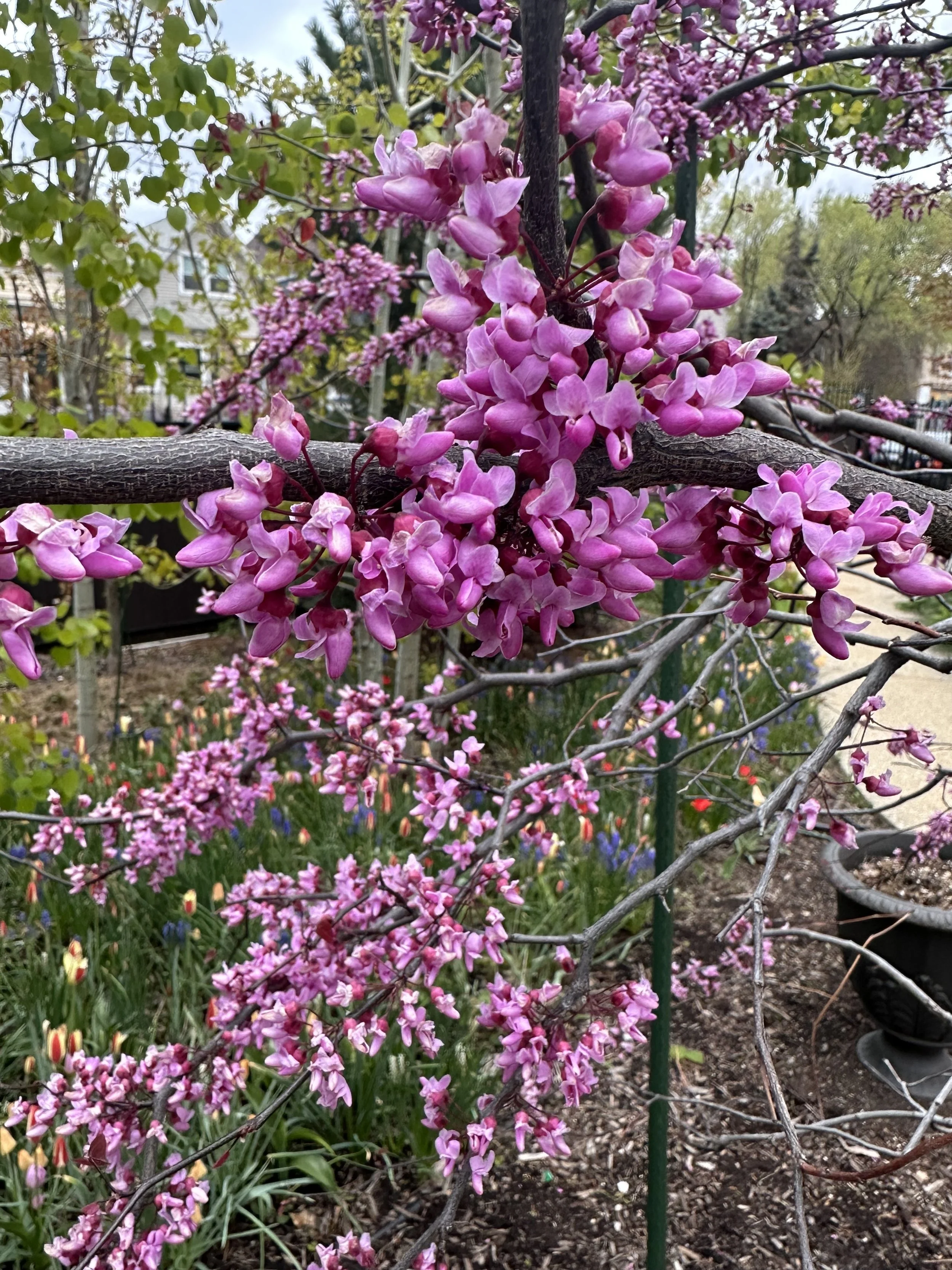 April Native Plant of the Month: Eastern Redbud (Cercis canadensis)