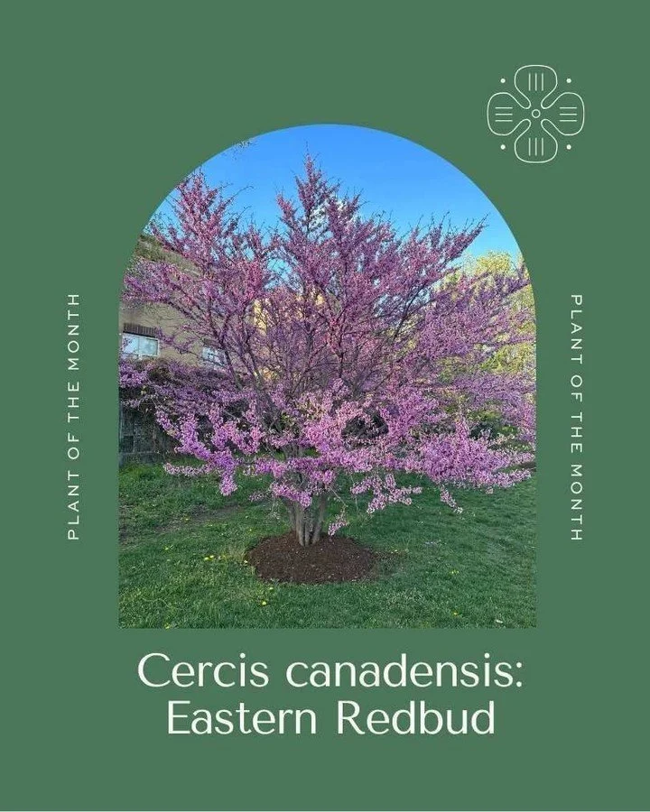 Spring is here and the trees are showing off! This month's native plant is the beautiful Eastern Redbud. Click the Resource link in our bio to find out why we love this tree so much!!
