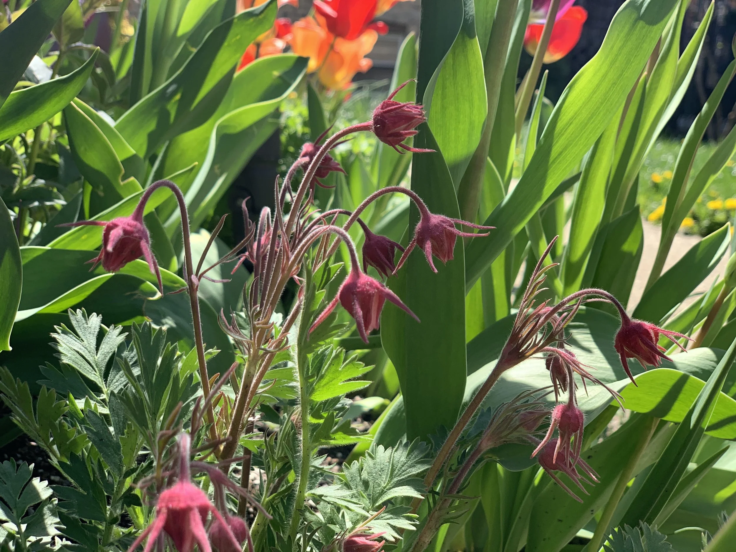 Prairie Smoke in Chicago