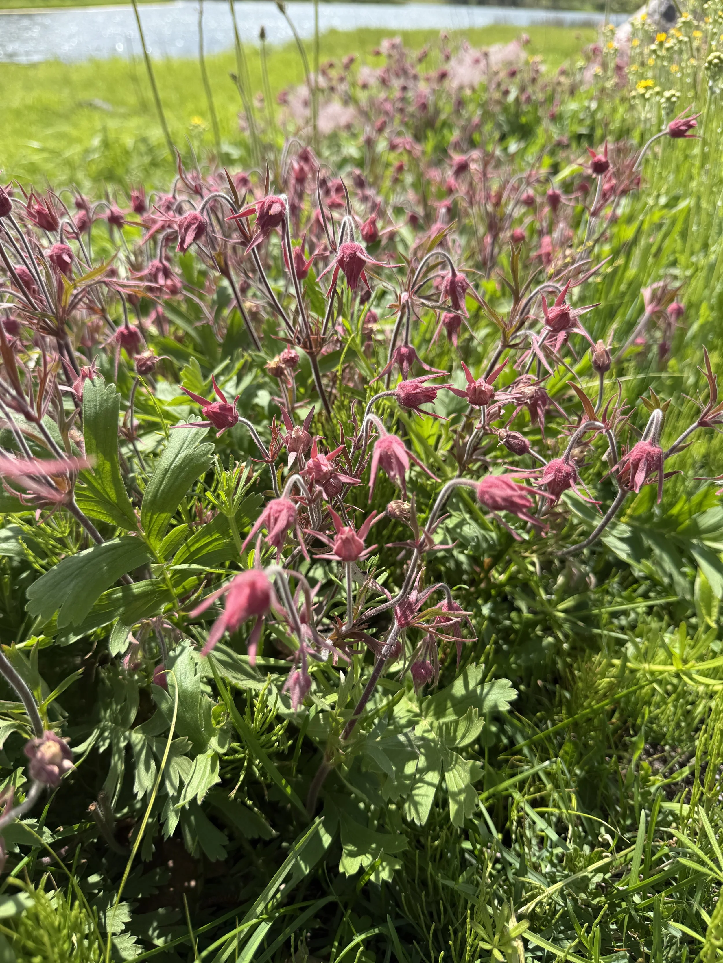 Geum-triflorum-prairie-smoke-May-plant-Rooftopia.JPG.JPG