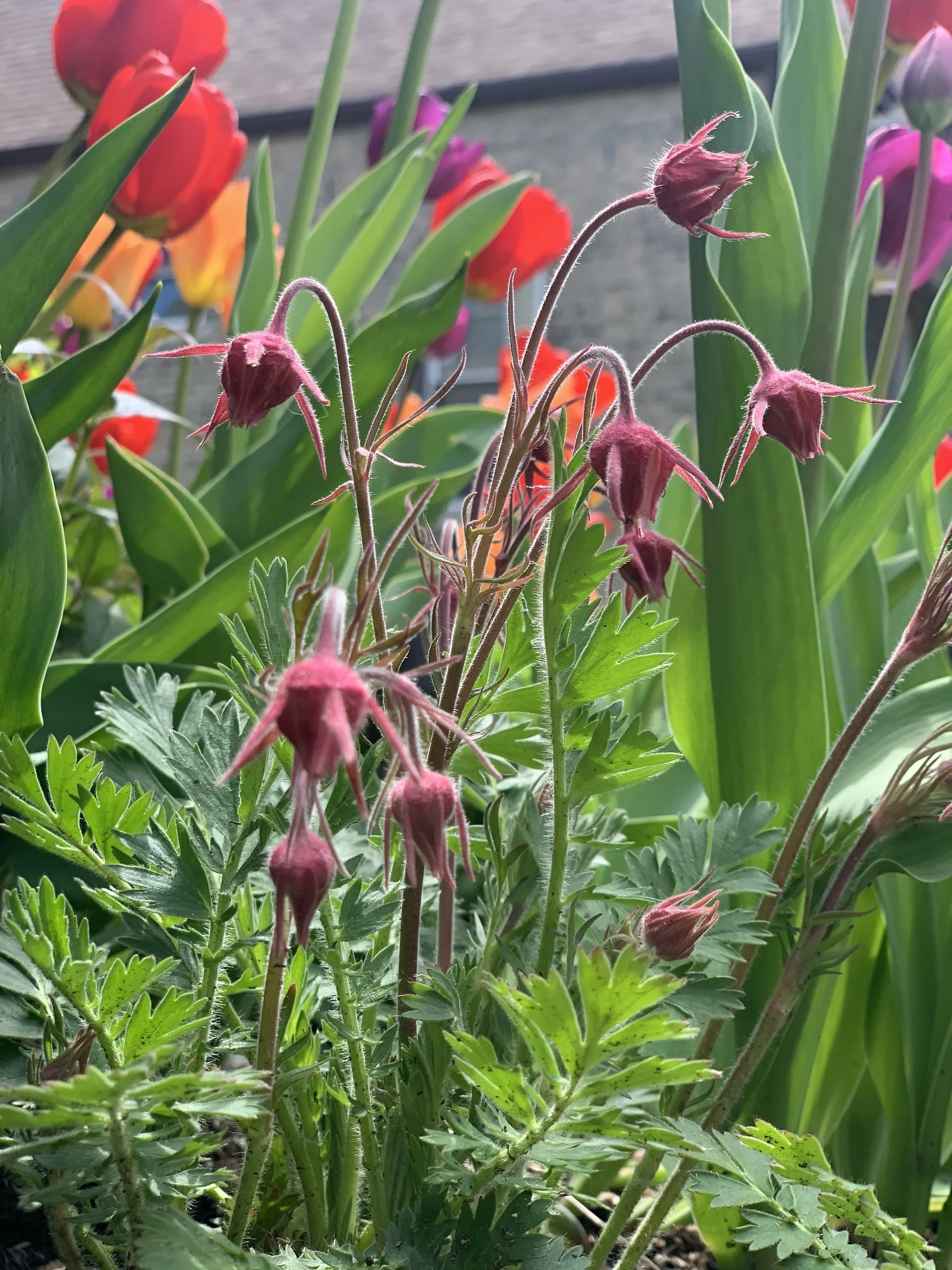 Geum-triflorum-prairie-smoke-spring-buds-May-plant-of-month-Rooftopia.jpeg