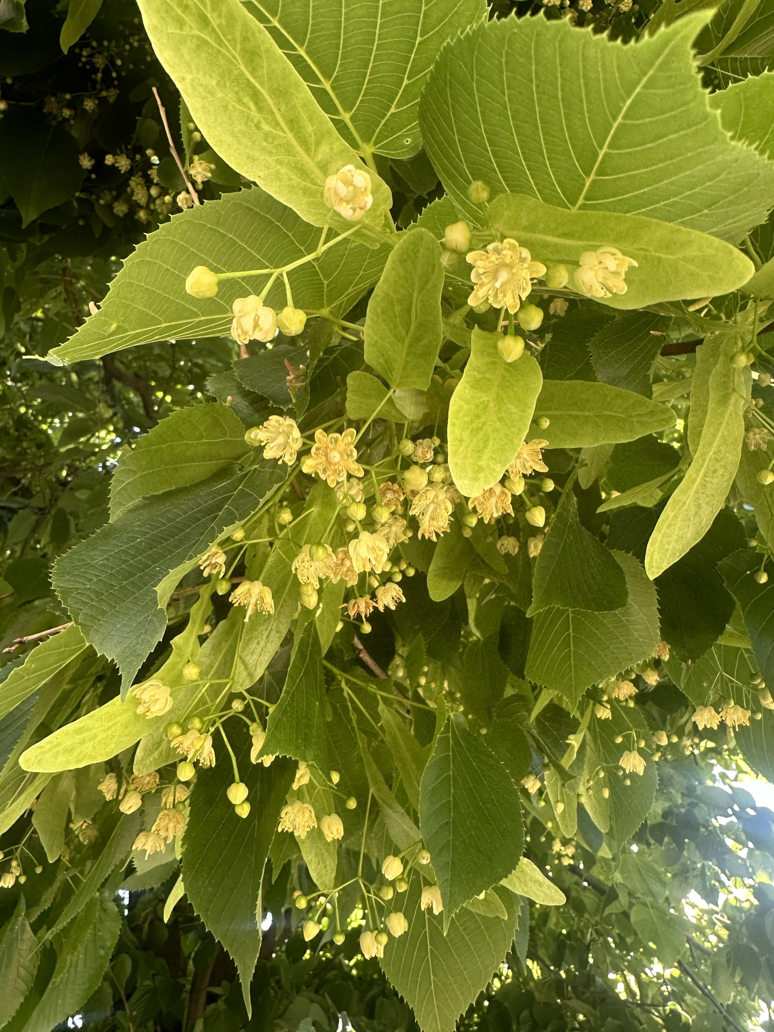 Linden-tree-flower-buds-Rooftopia-plant-June.JPG