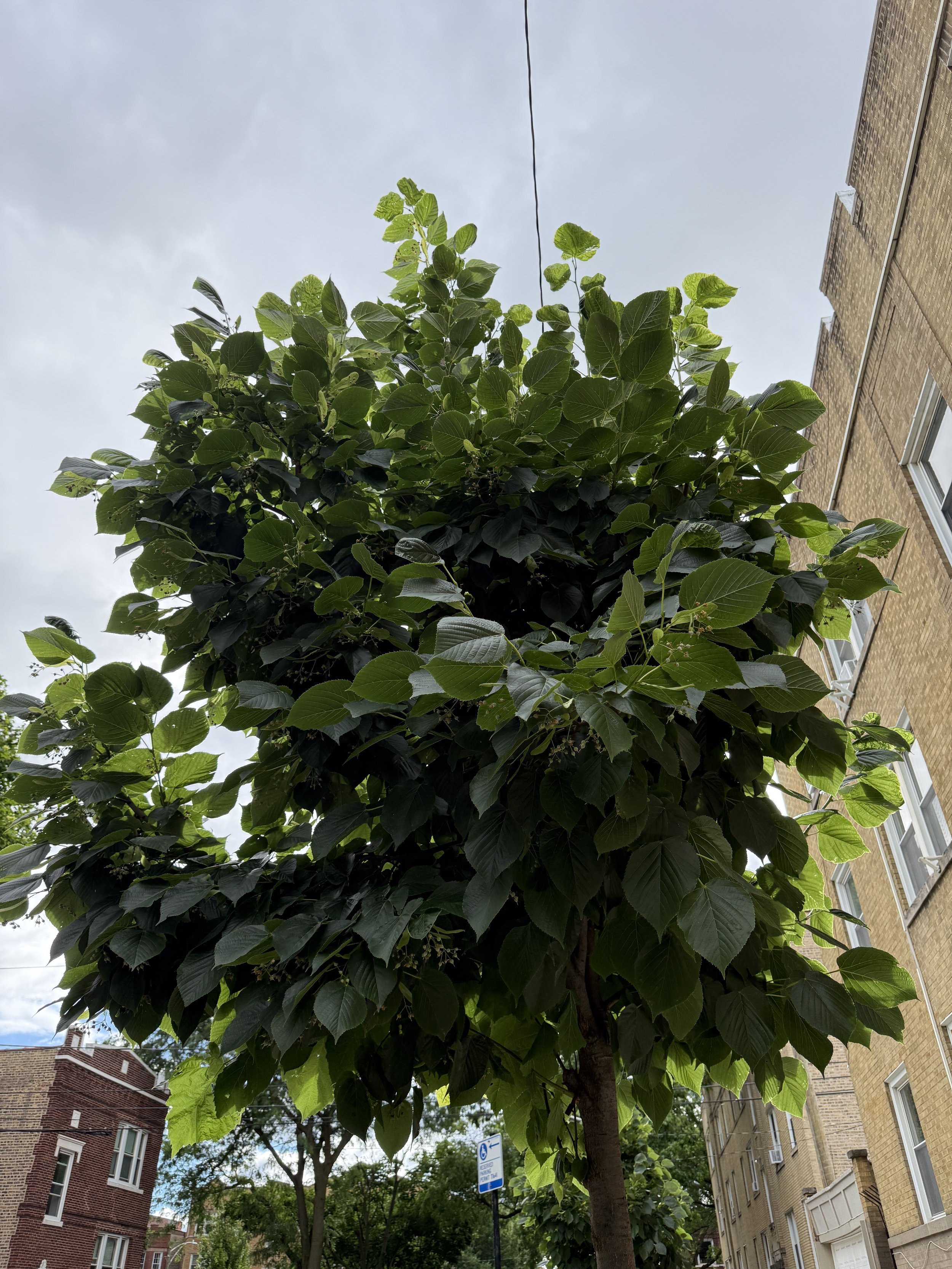 Linden-tree-canopy-leaves-chicago-parkway-Rooftopia-Tilia-mericana.JPG
