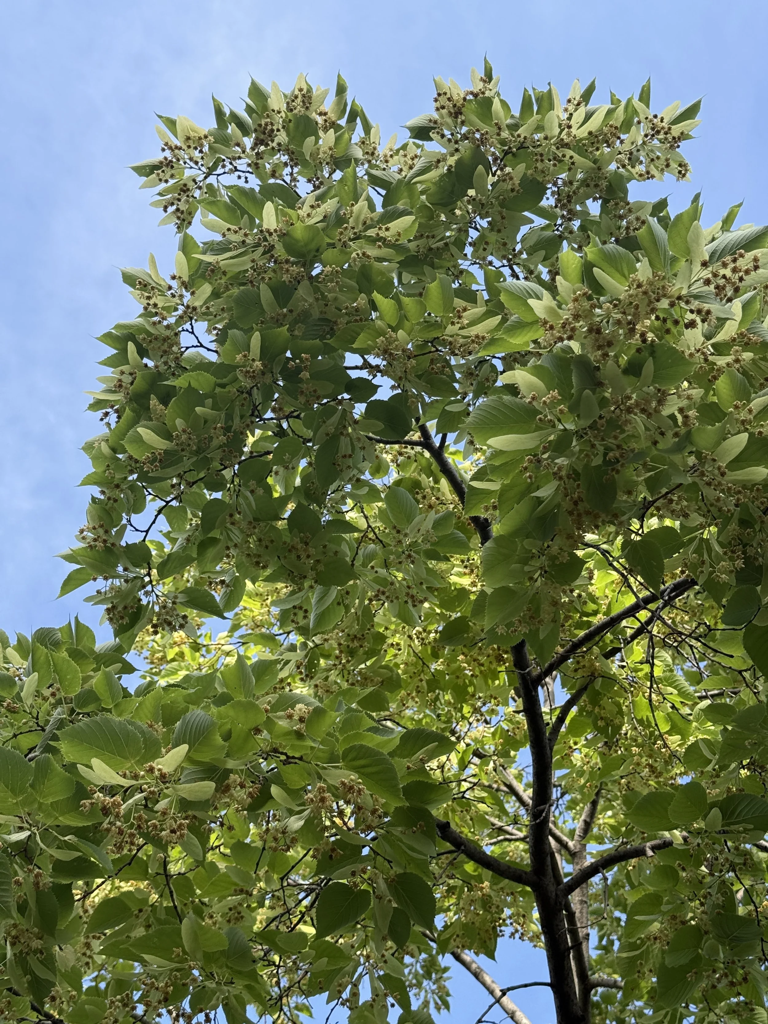 Linden-tree-June-plant-of-the-month-tilia-americana-Rooftopia-Chicago.JPG
