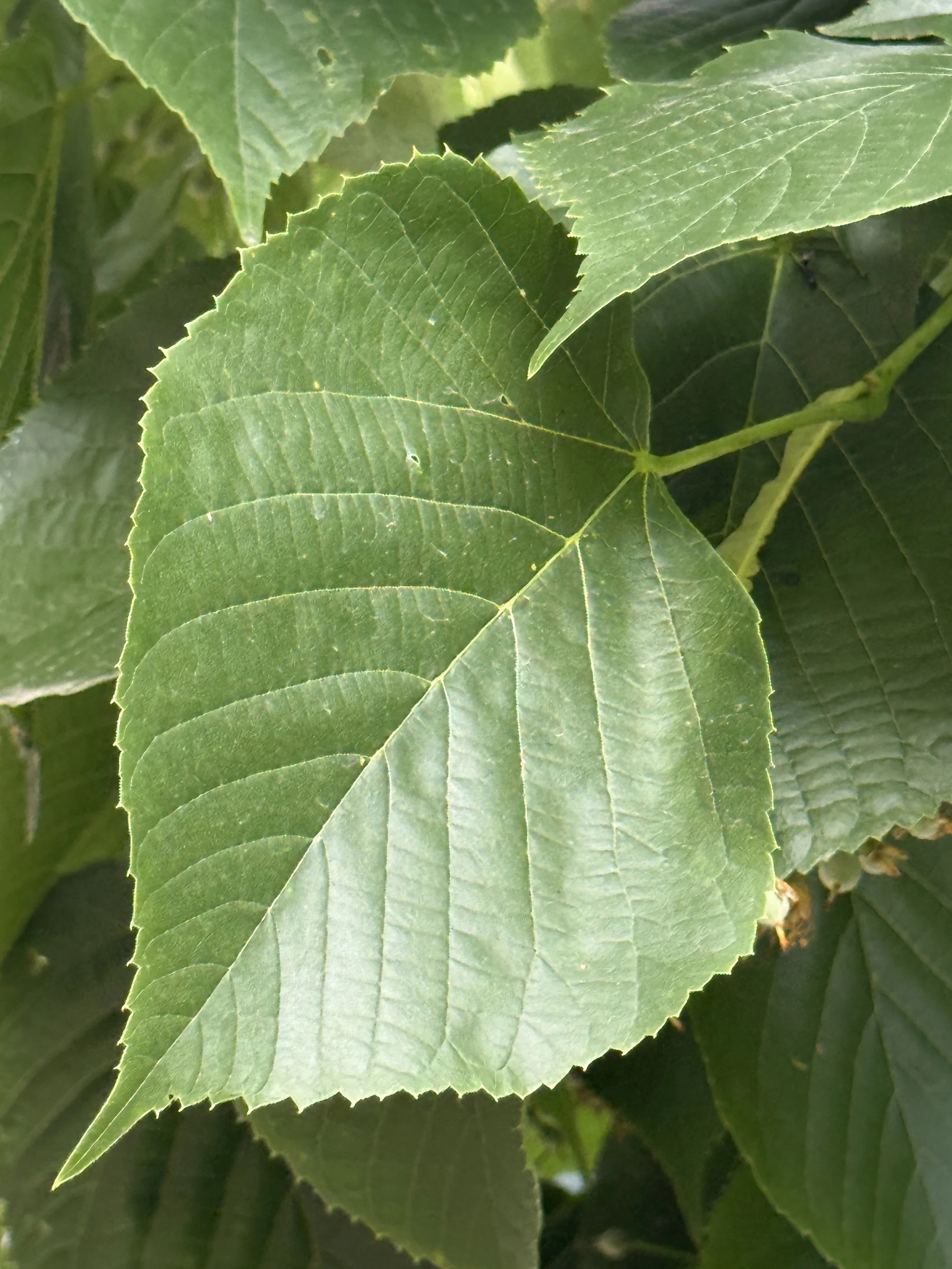 Linden-tree-leaf-closeup-tilia-american-Rooftopia-Chicago.JPG