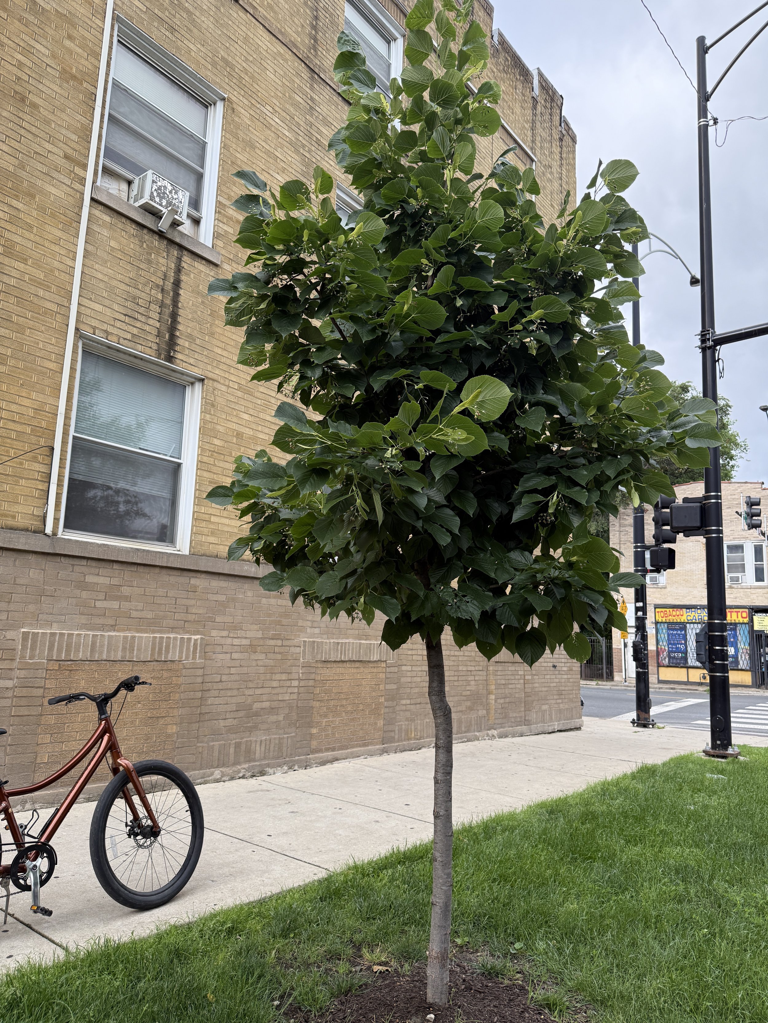 Linden-tree-parkway-tilia-americana-Chicago-Rooftopia-plant-of-the-month.JPG