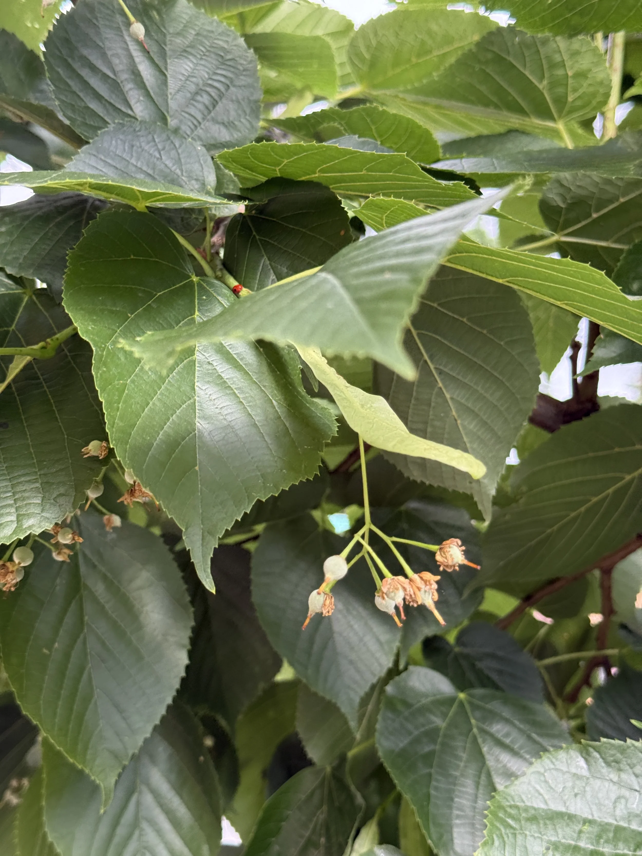 Linden-tree-Tilia americana-leaves-spring-buds-Rooftopia-Chicago.JPG