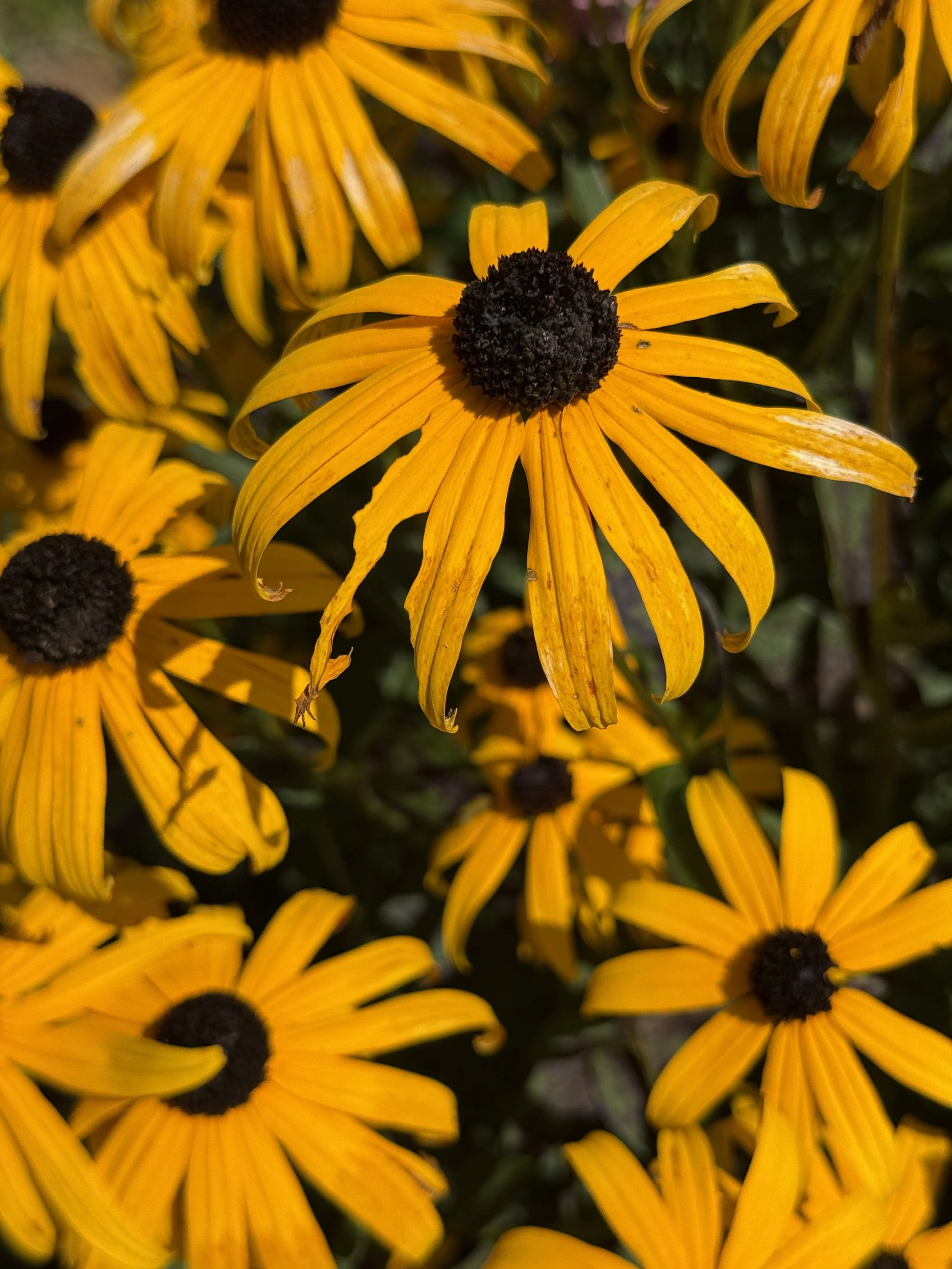 Rudbeckia-fulgida-orange-coneflower-close-up-black-eyed-susan-Rooftopia-chicago-native-garden-plant.JPG.JPG