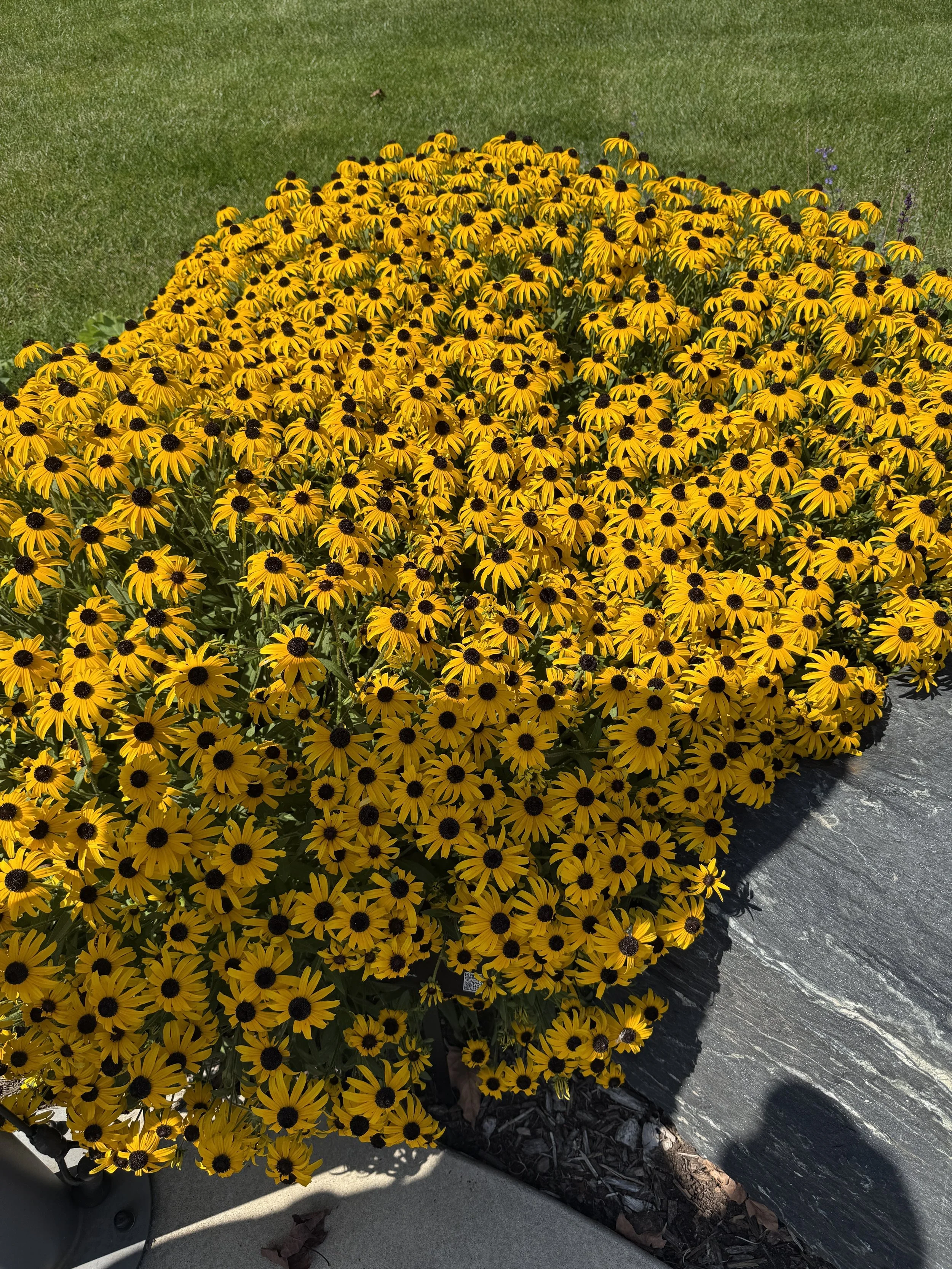 Rudbeckia-fulgida-orange-coneflower-Rooftopia-Chicago-native-garden-plant-yellow-flowers-summer.JPGJPG.JPG