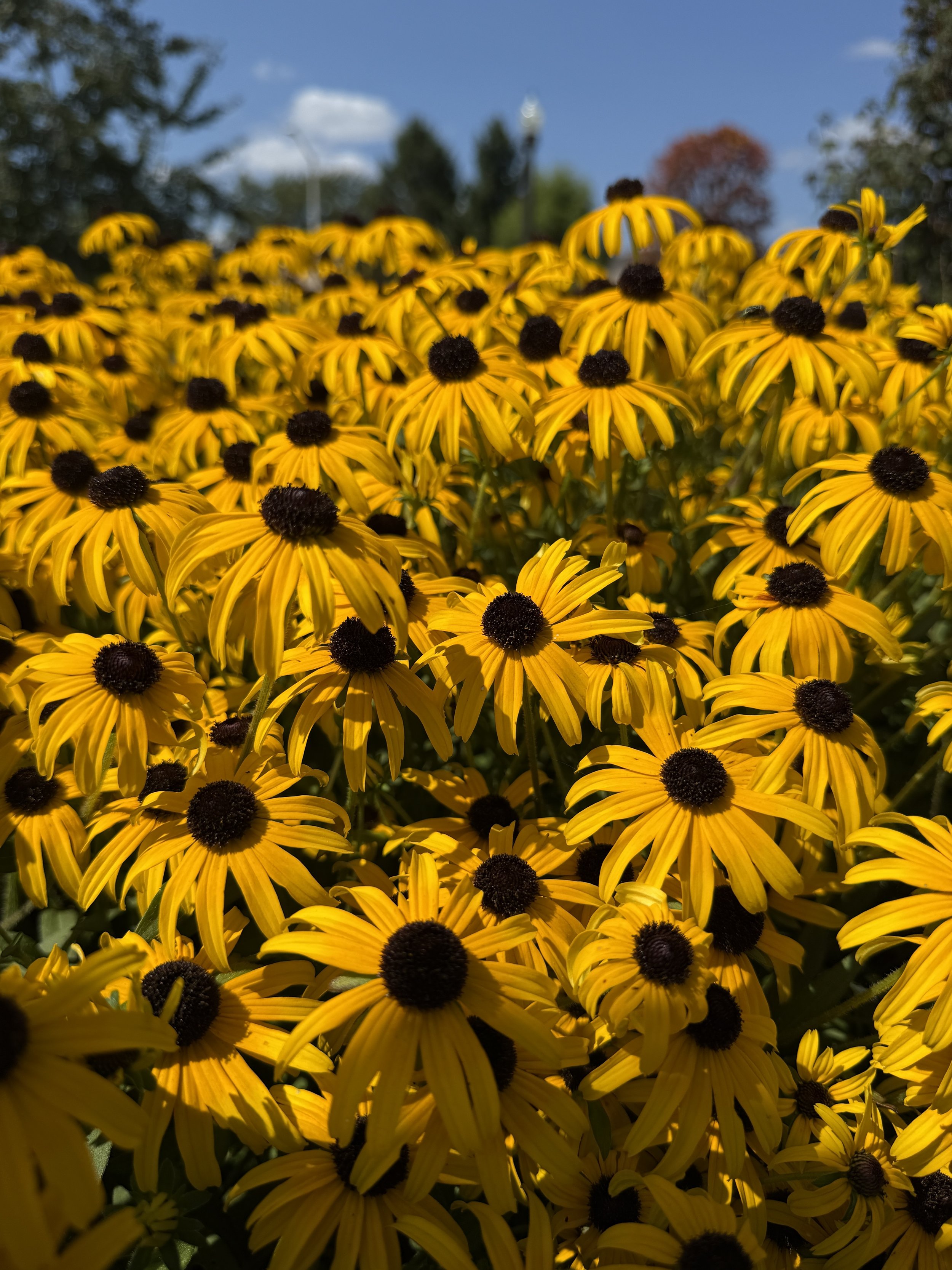 Rudbeckia-fulgida-orange-coneflower-Rooftopia-chicago-native-garden-plant.JPG