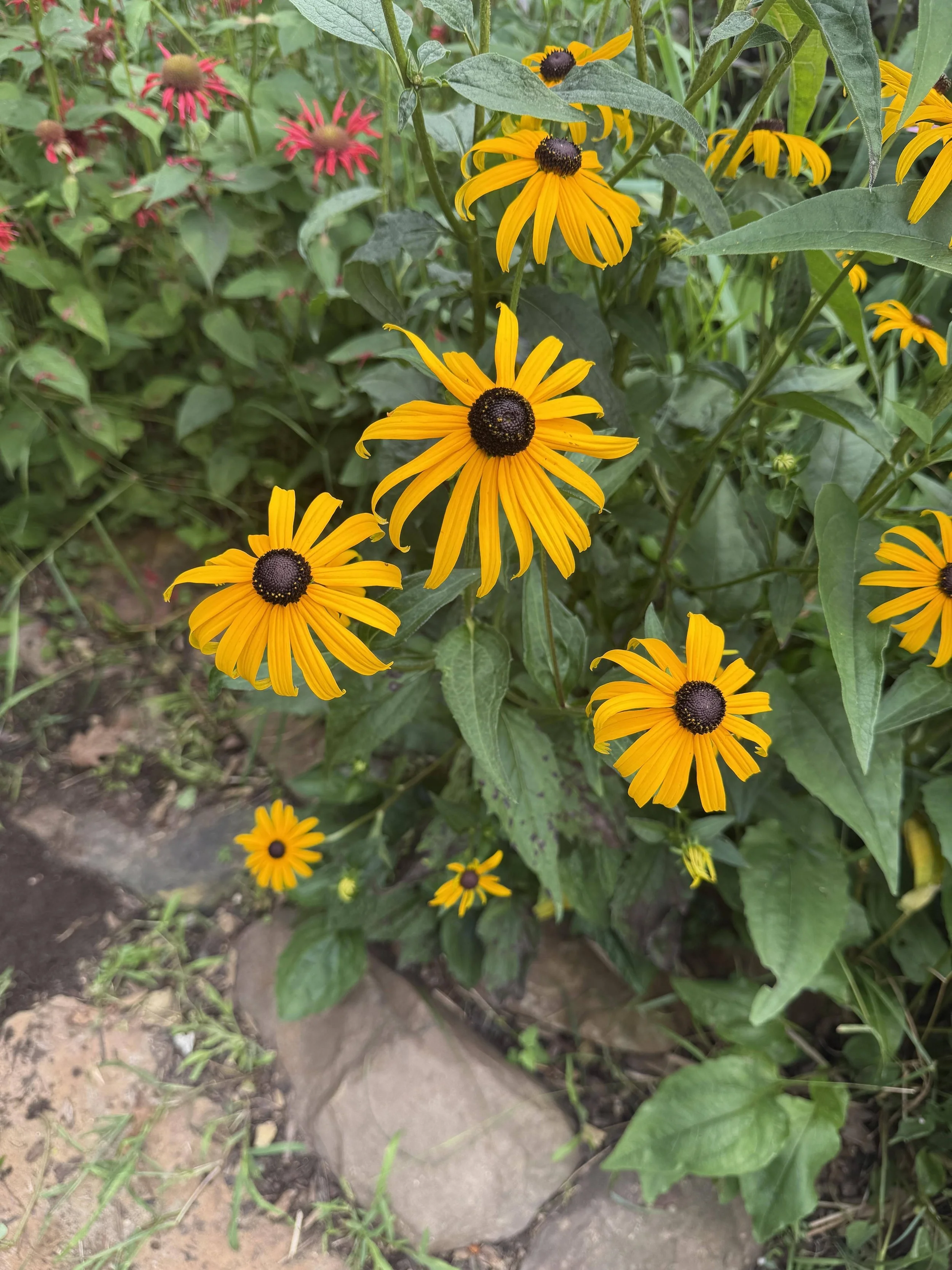 Rudbeckia-native-plant-garden-Rooftopia-Chicago.jpg
