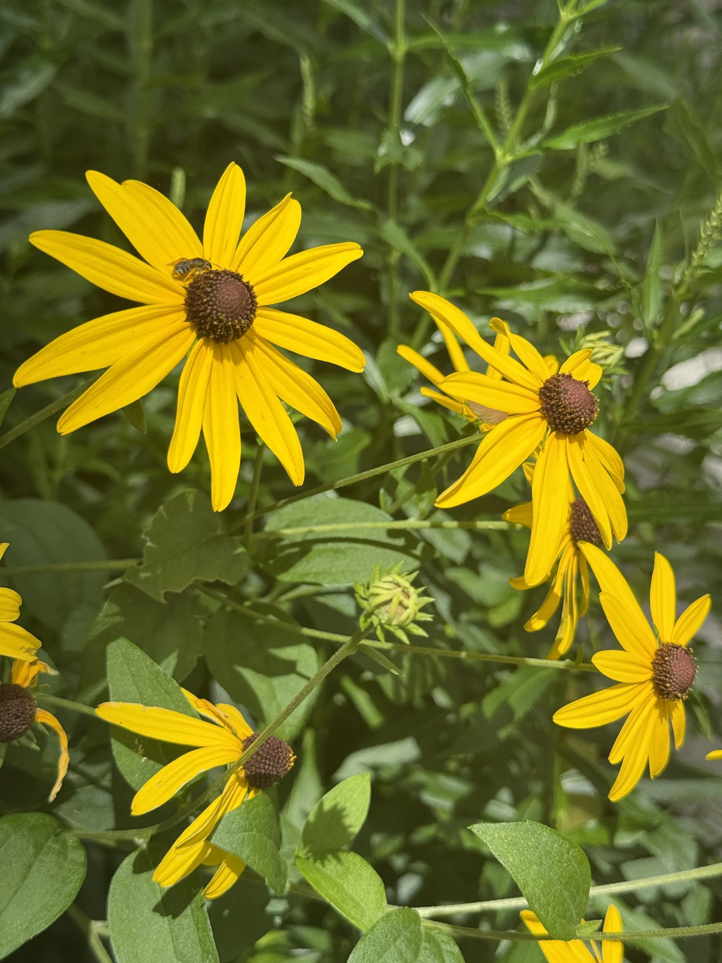 Black-eyed Susan-Rudbeckia hirta-native-landscape (1).JPG