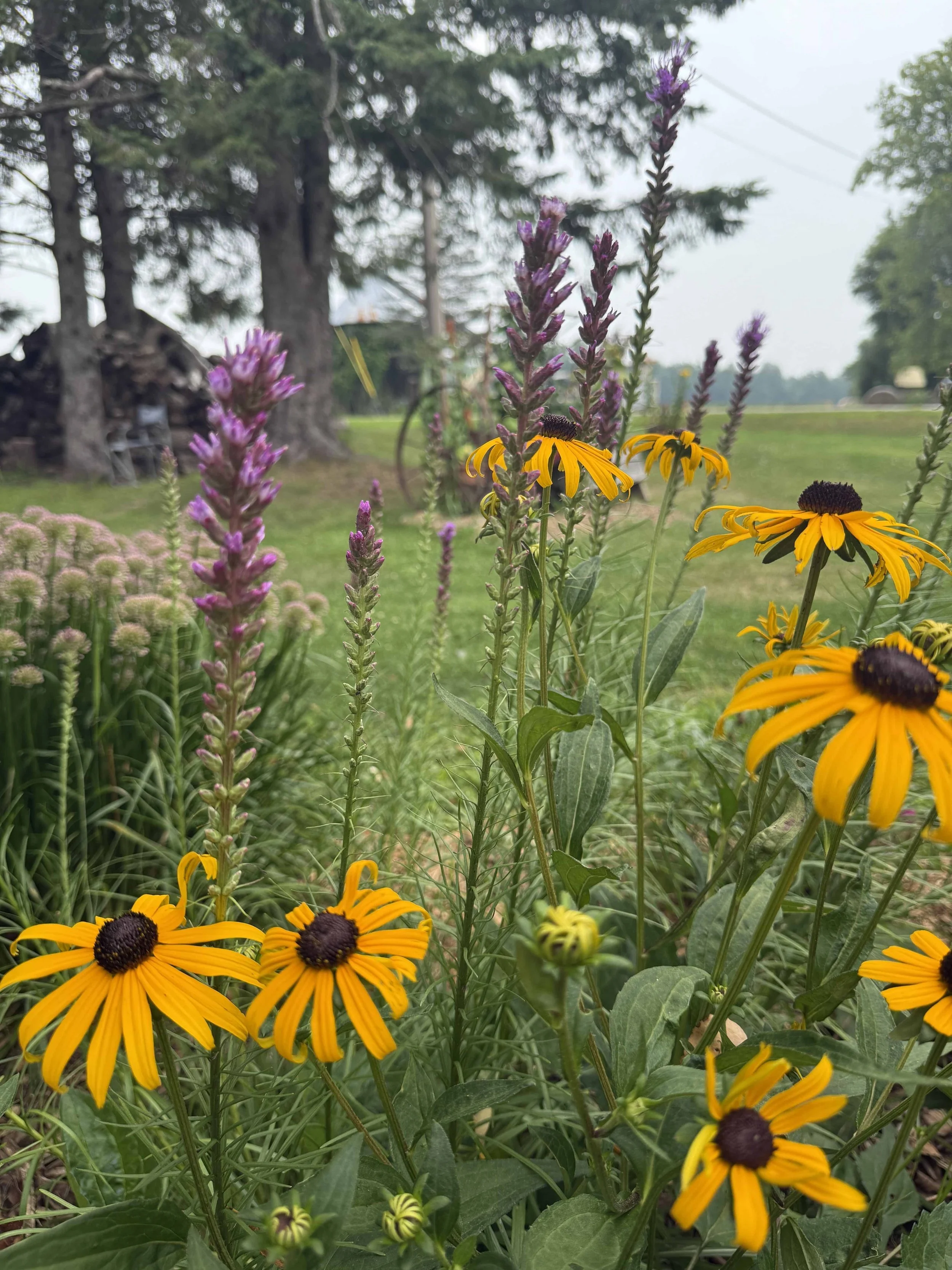 Rudbeckia-Black-eyed-susan-liatris-landscape-Rooftopia-Chicago.jpg
