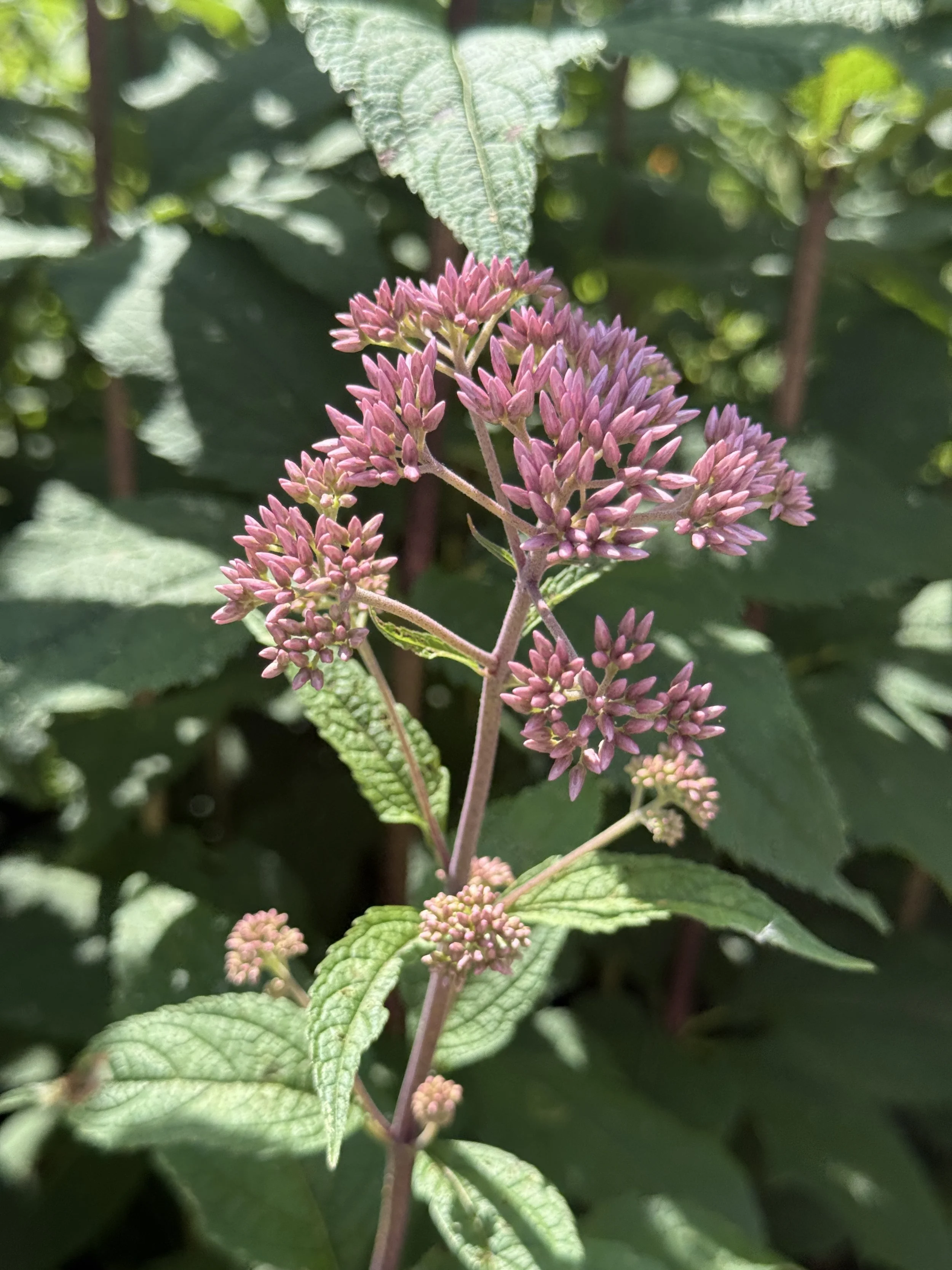Joe-pye-weed-Chicago-landscape.JPG
