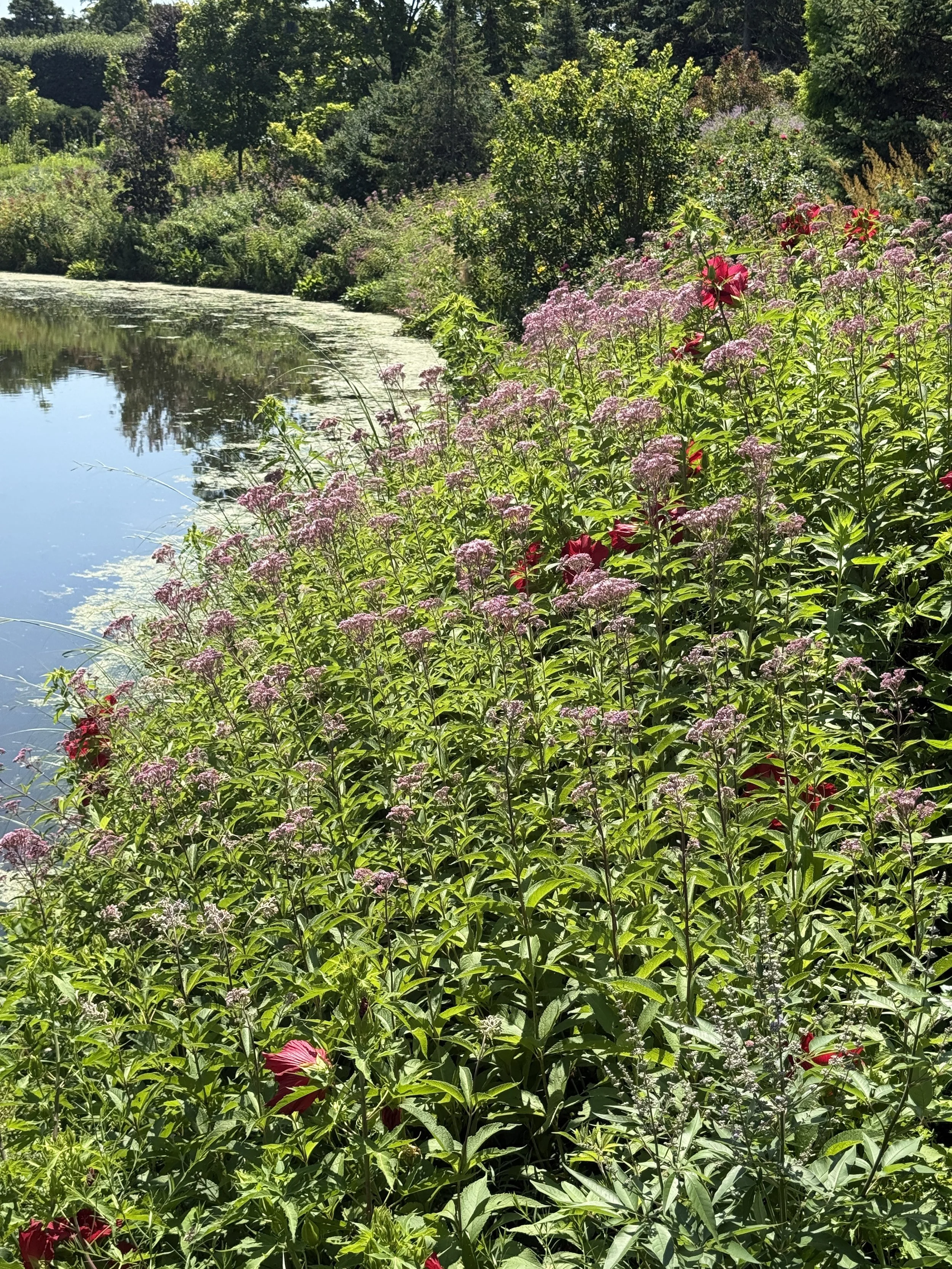 Joe-Pye-weed-Chicago-Botanic-garden.JPG