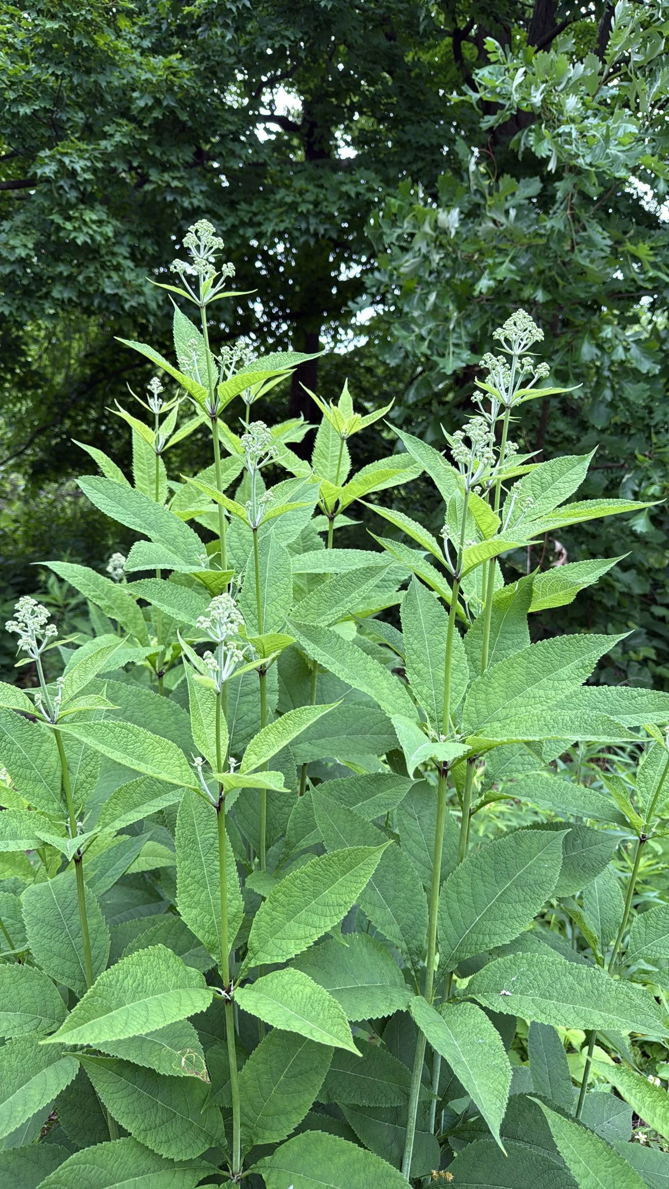 Joe-Pye-weed-June-foliage-Chicago.JPG