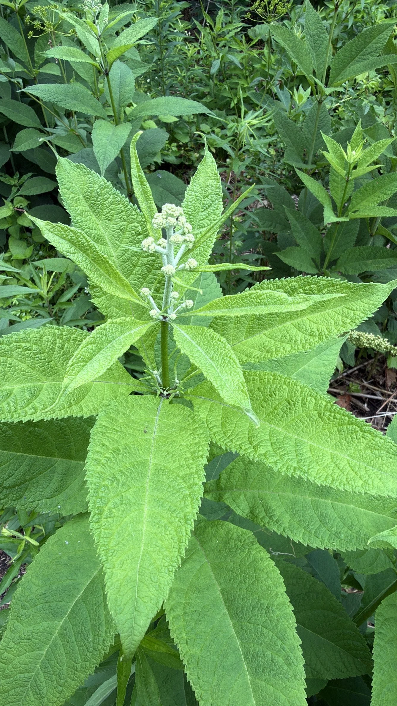 Joe-Pye-weed-June-flower-bud-foliage-Chicago.jpg