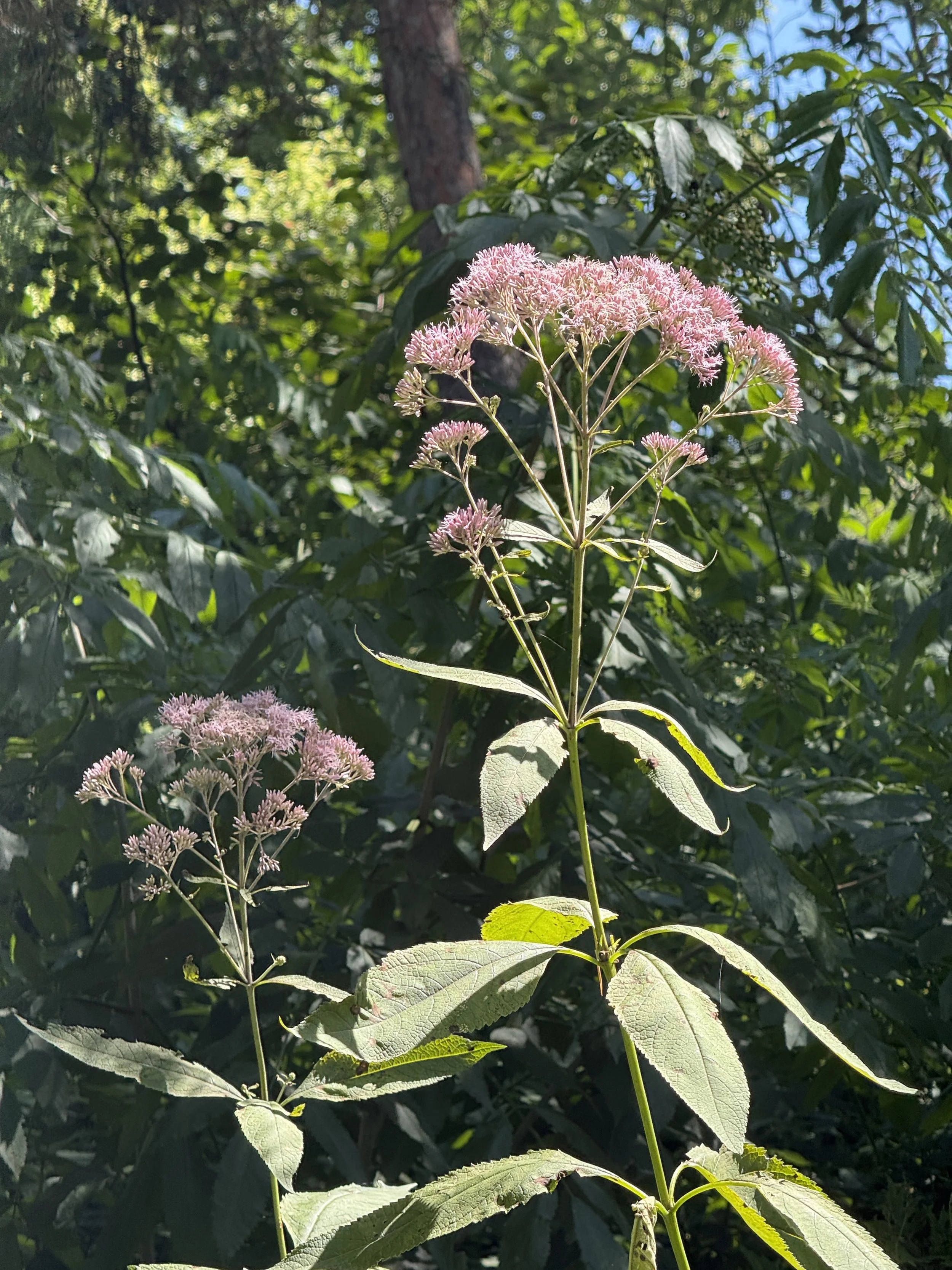 Joe-Pye-weed-Chicago.JPG
