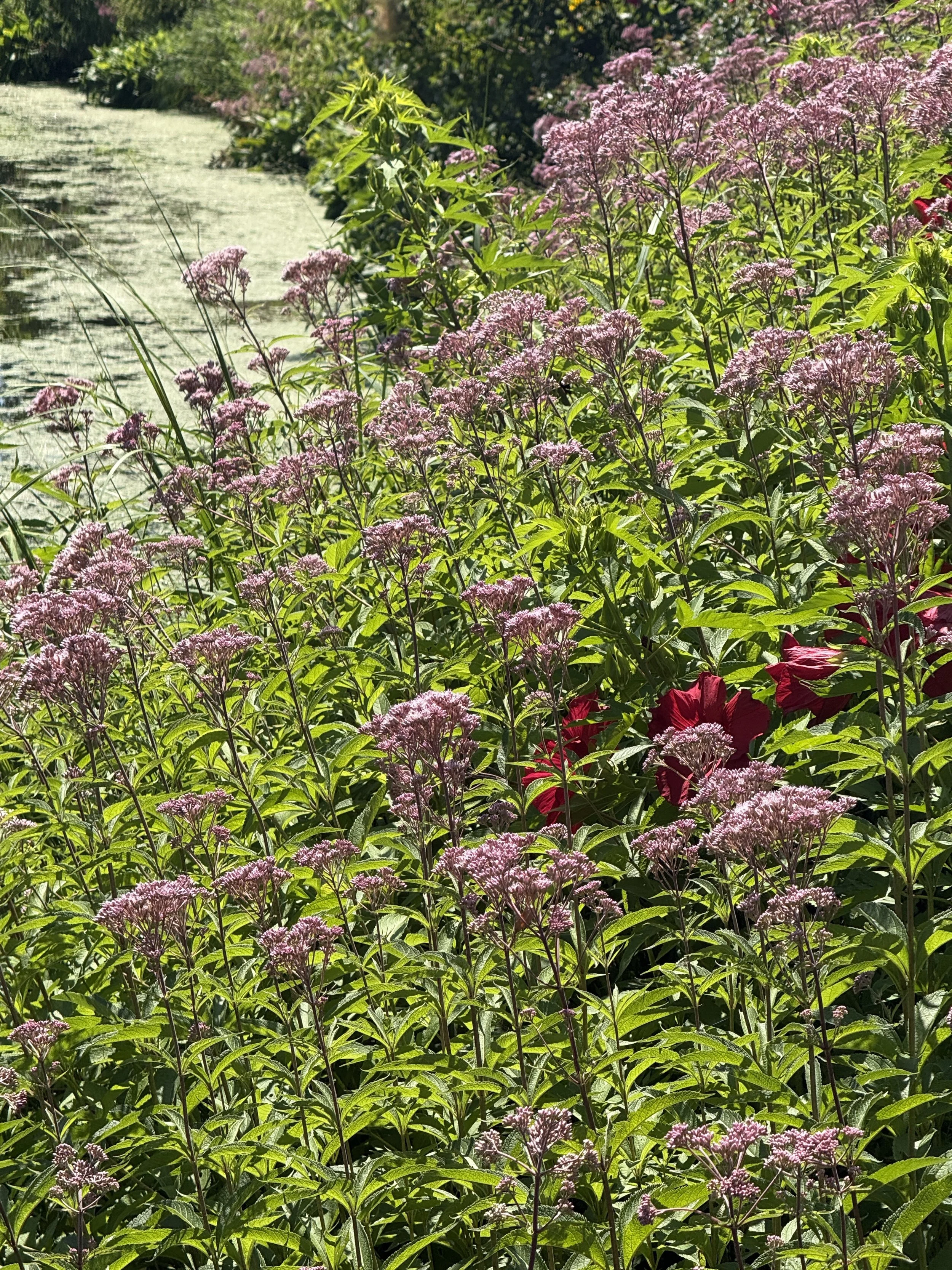 Joe-Pye-weed-Chicago-Botanic-Garden-water-edge.JPG