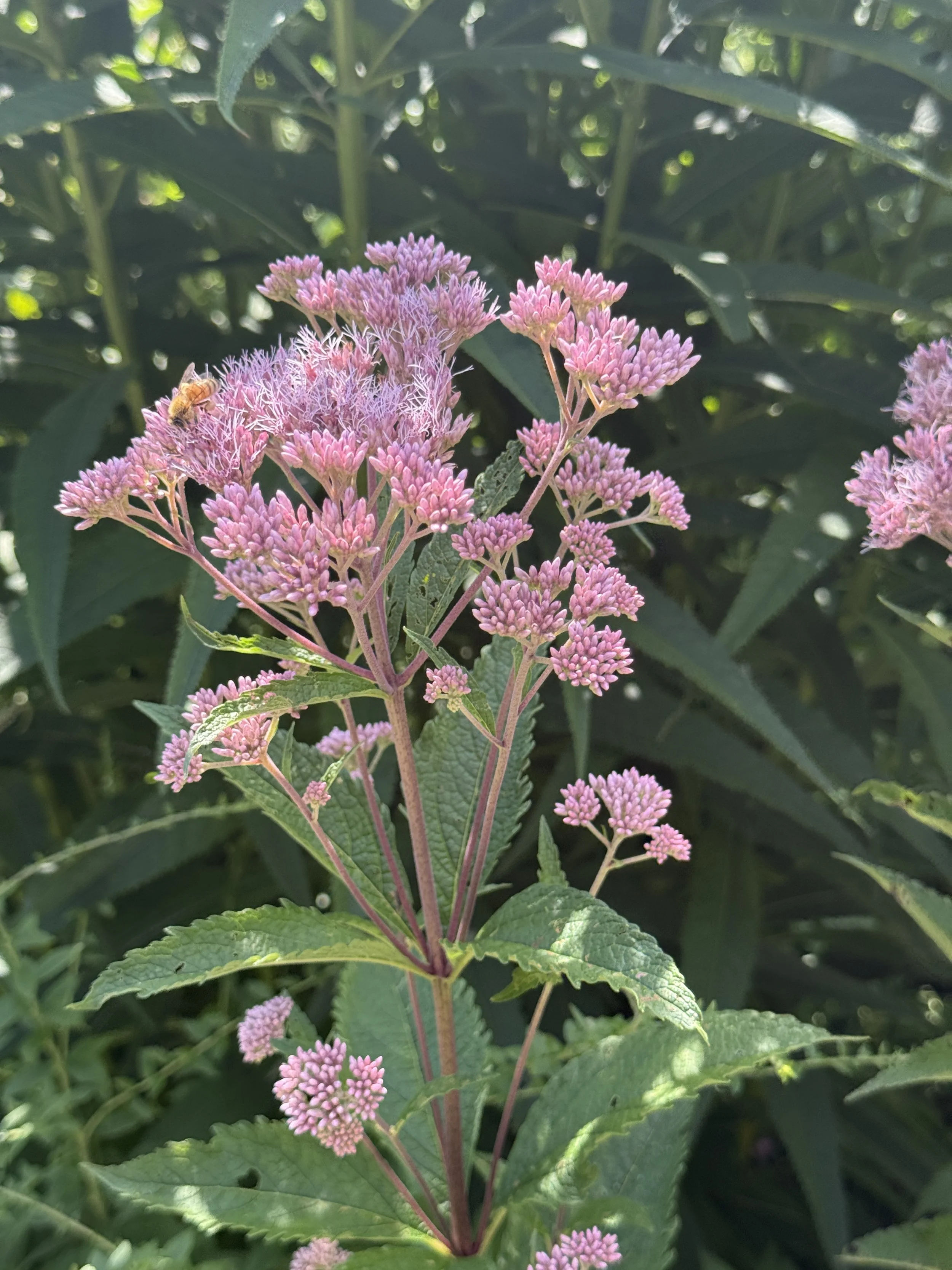 Native Plant of the Month: Joe-Pye Weed - A   Late-Summer Native That Loves Moisture
