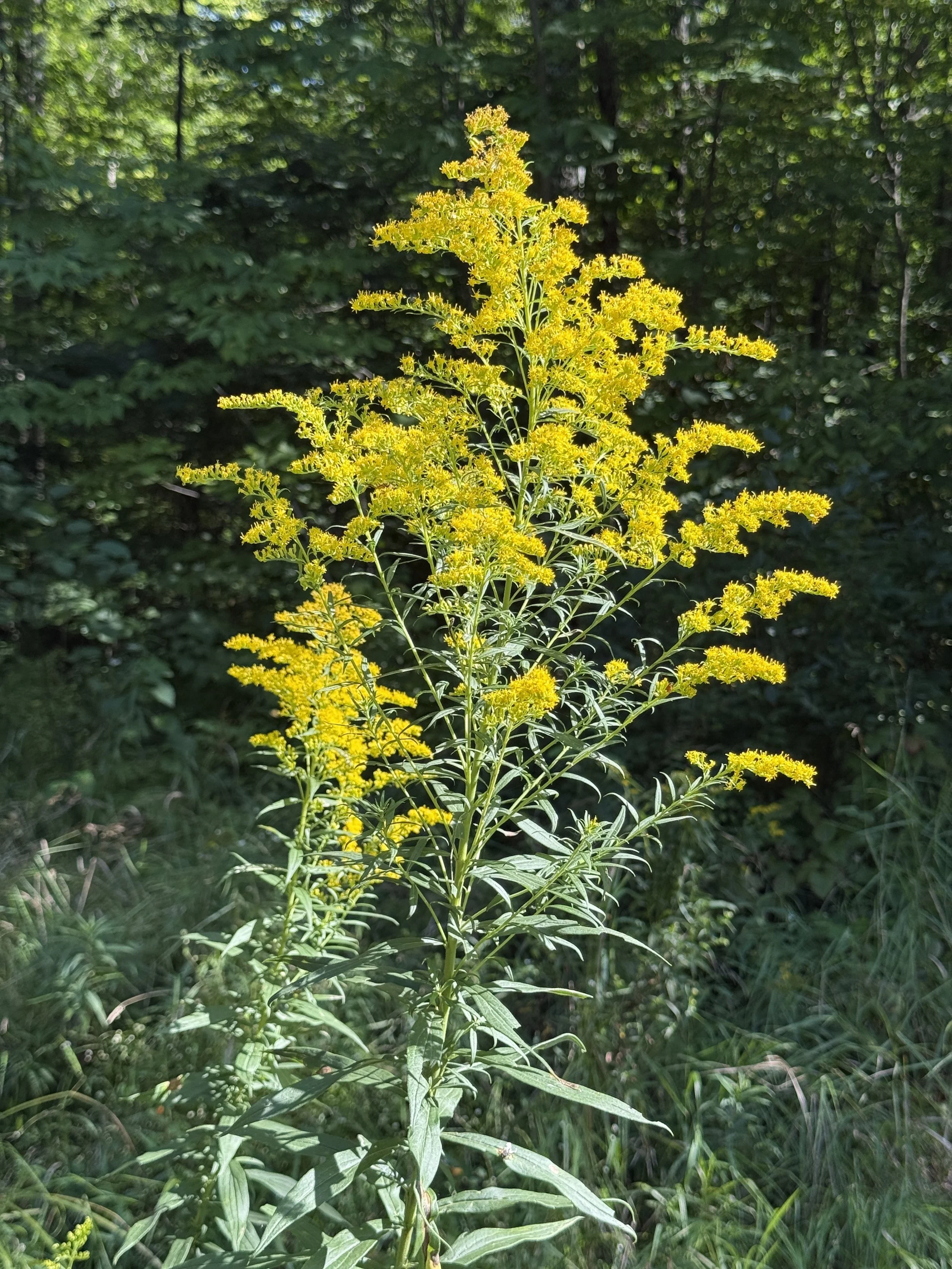 Canadien Goldenrod Solidago closeup.JPG
