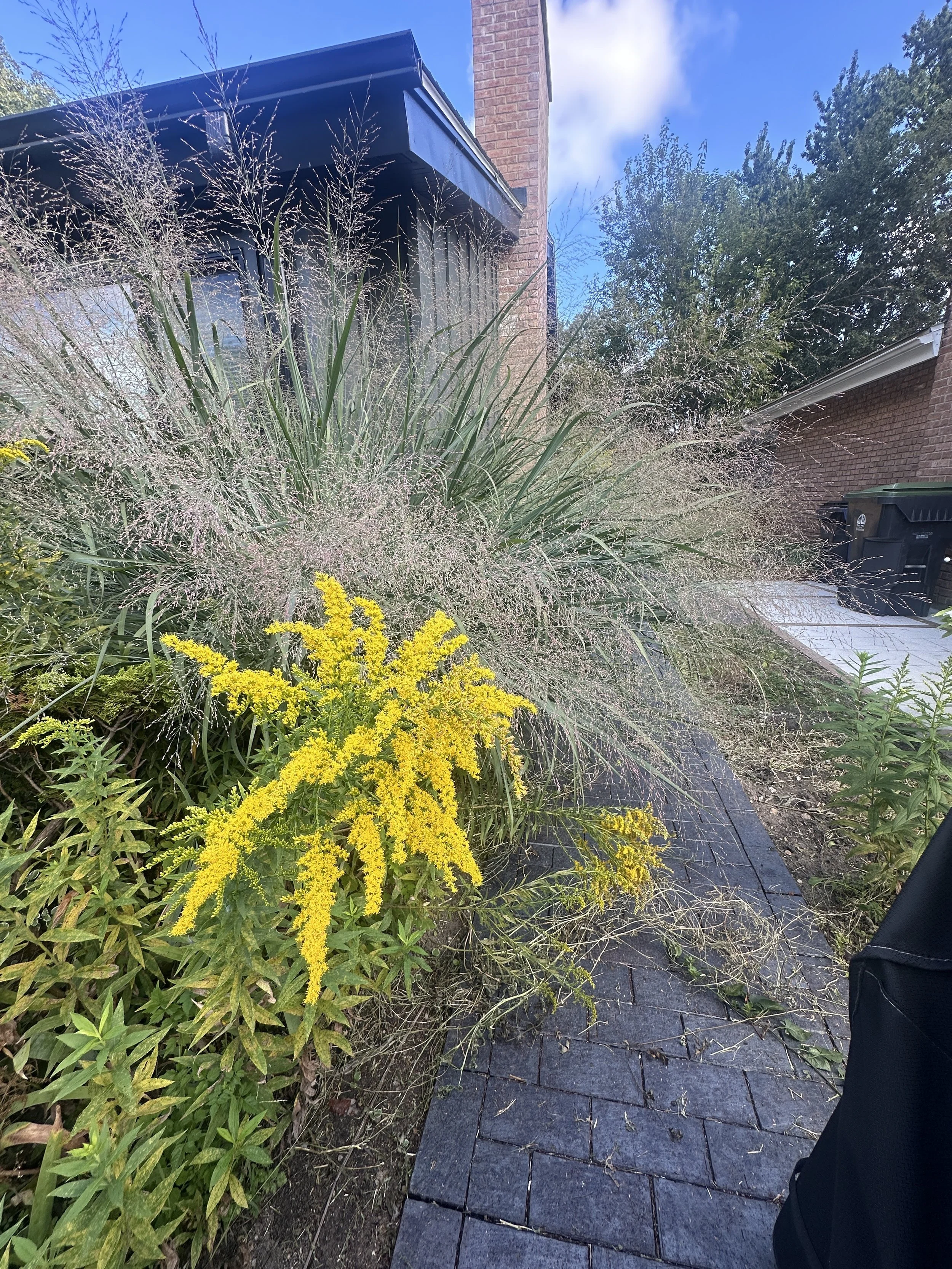 goldenrod solidago in the wild.JPG