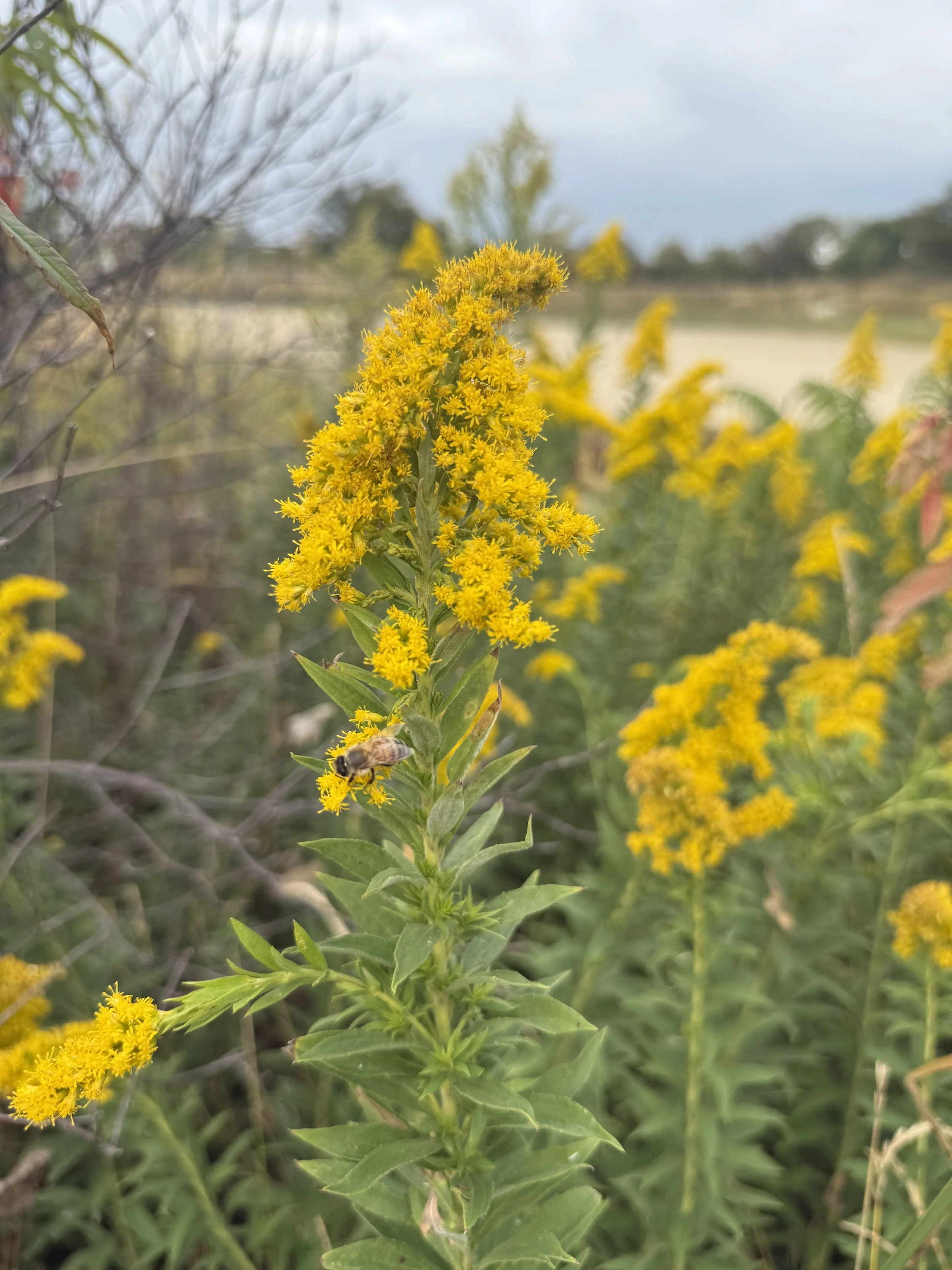 Goldenrod solidago brilliant yellow fall blooms.JPG