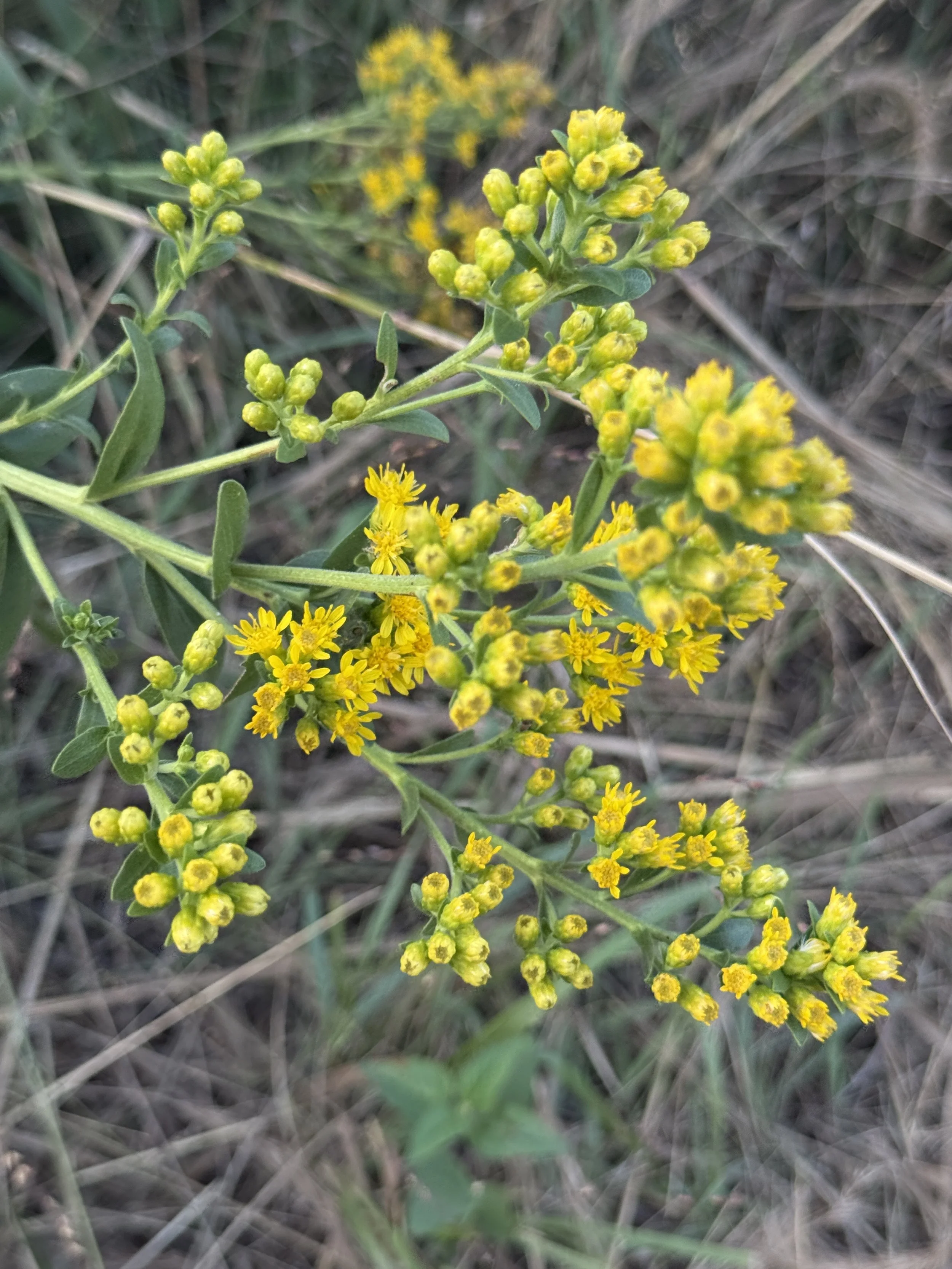 Detail Goldenrod Solidago yellow blooms.JPG