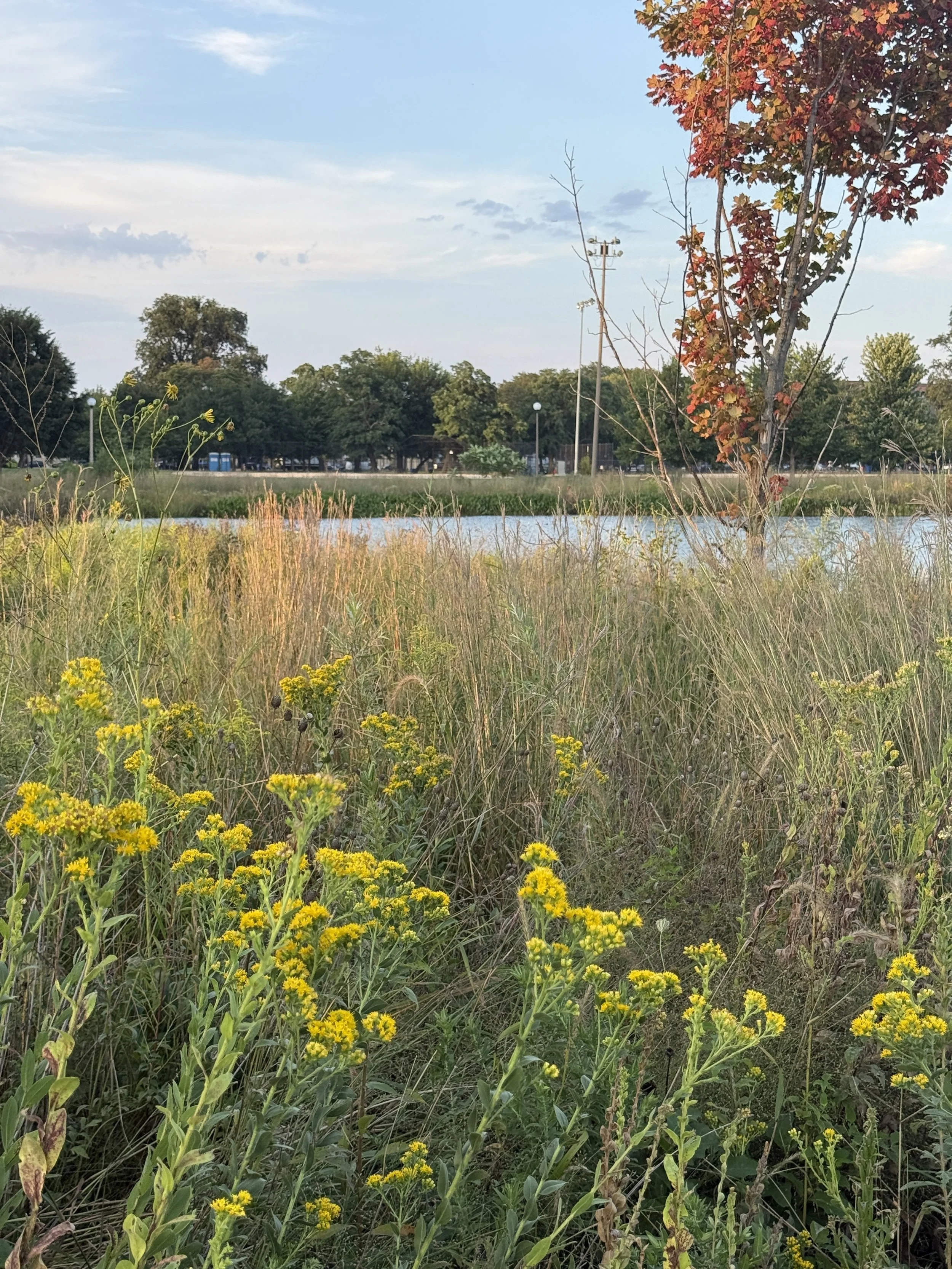 Goldenrod Solidago in field by lake humboldt park.JPG