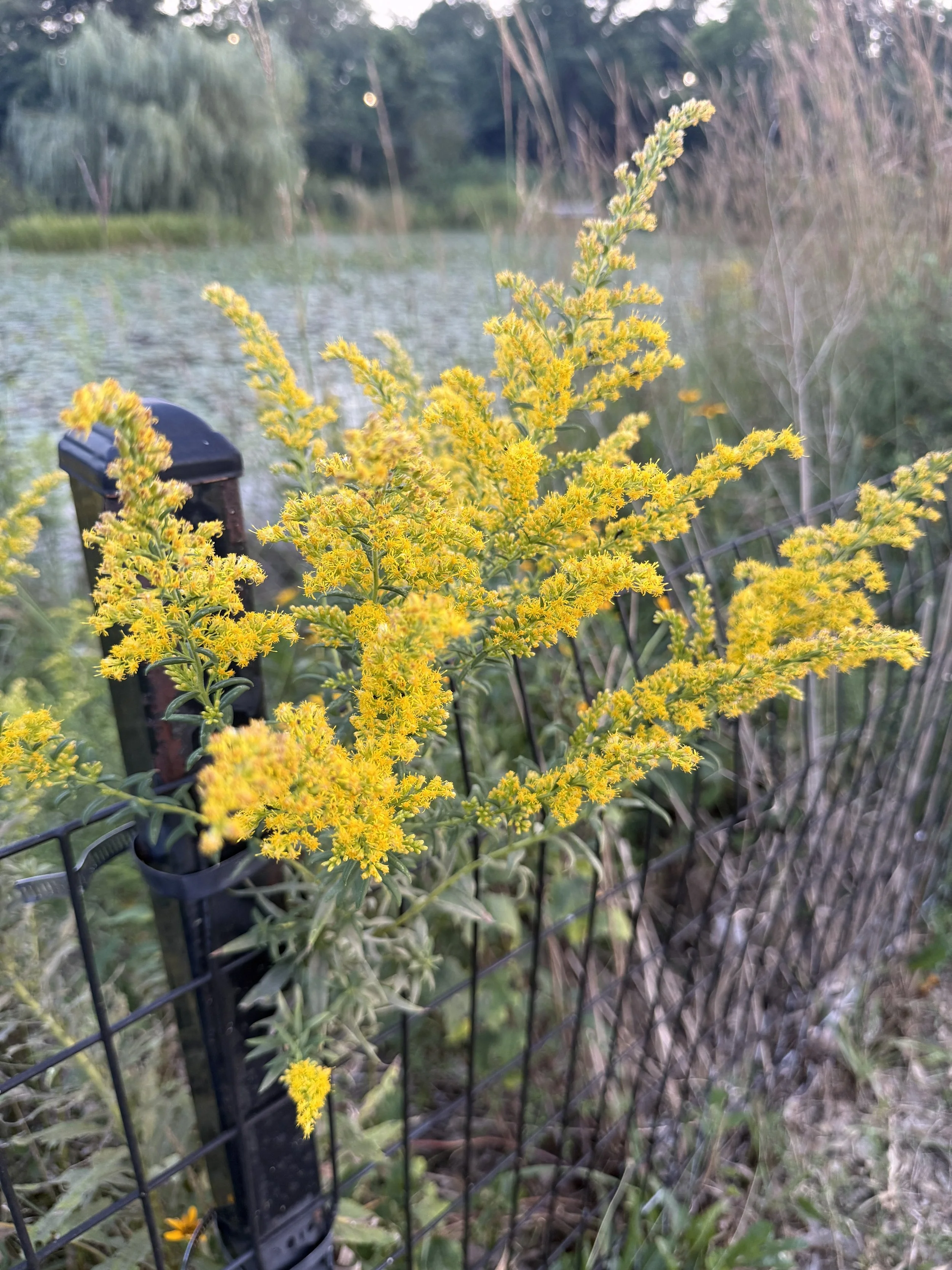 Goldenrod Solidago brilliant yellow closup.JPG