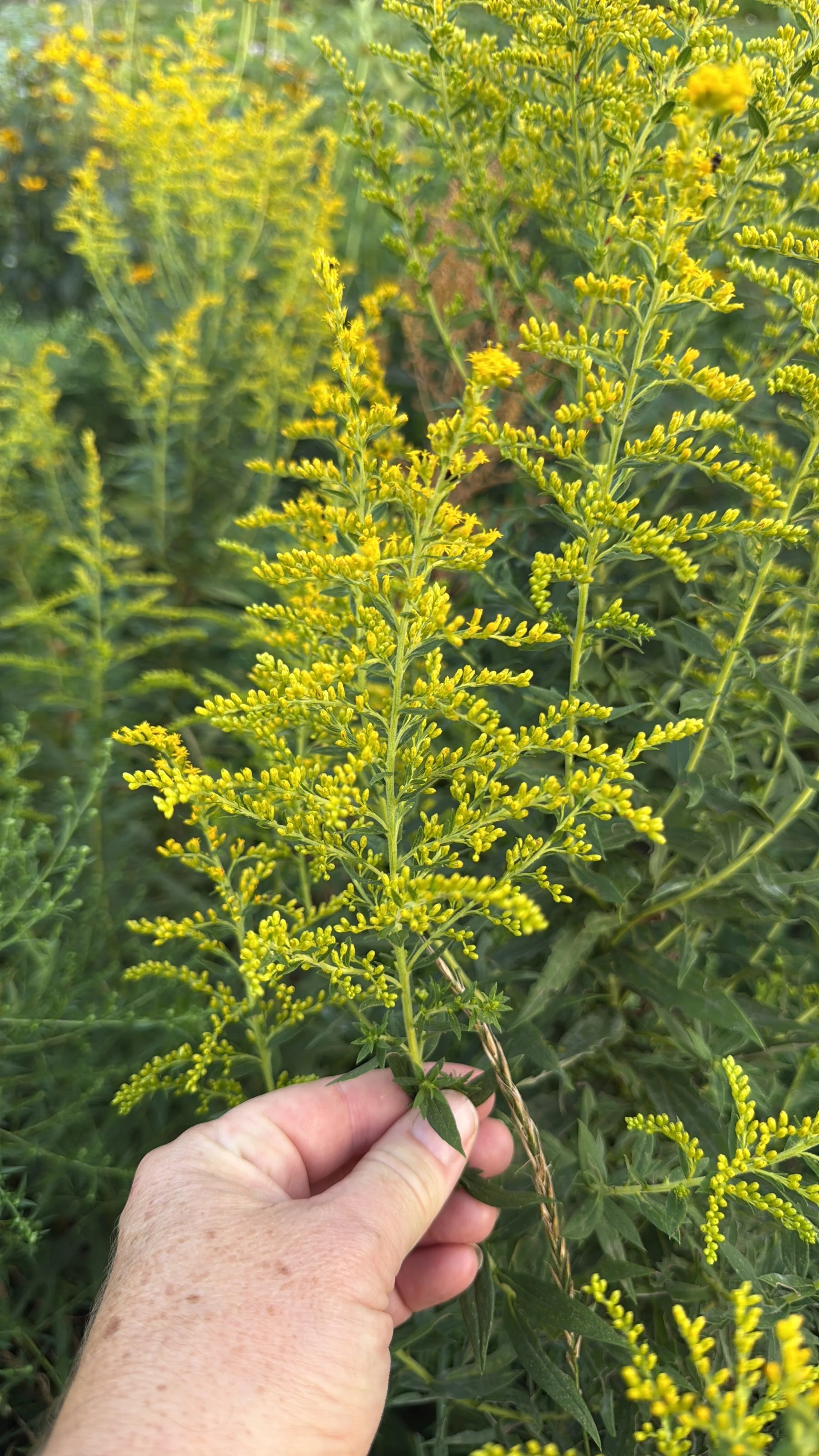 Goldenrod Solidago closeup.JPG