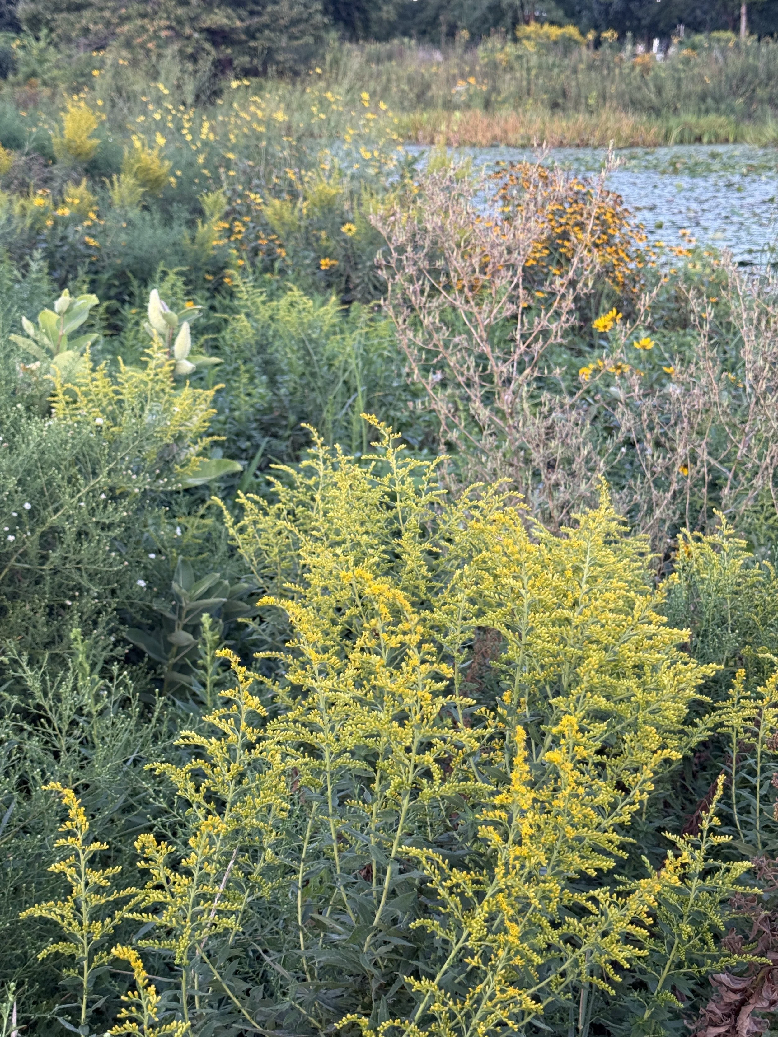 Goldenrod Solidago in the field Humboldt Park.JPG