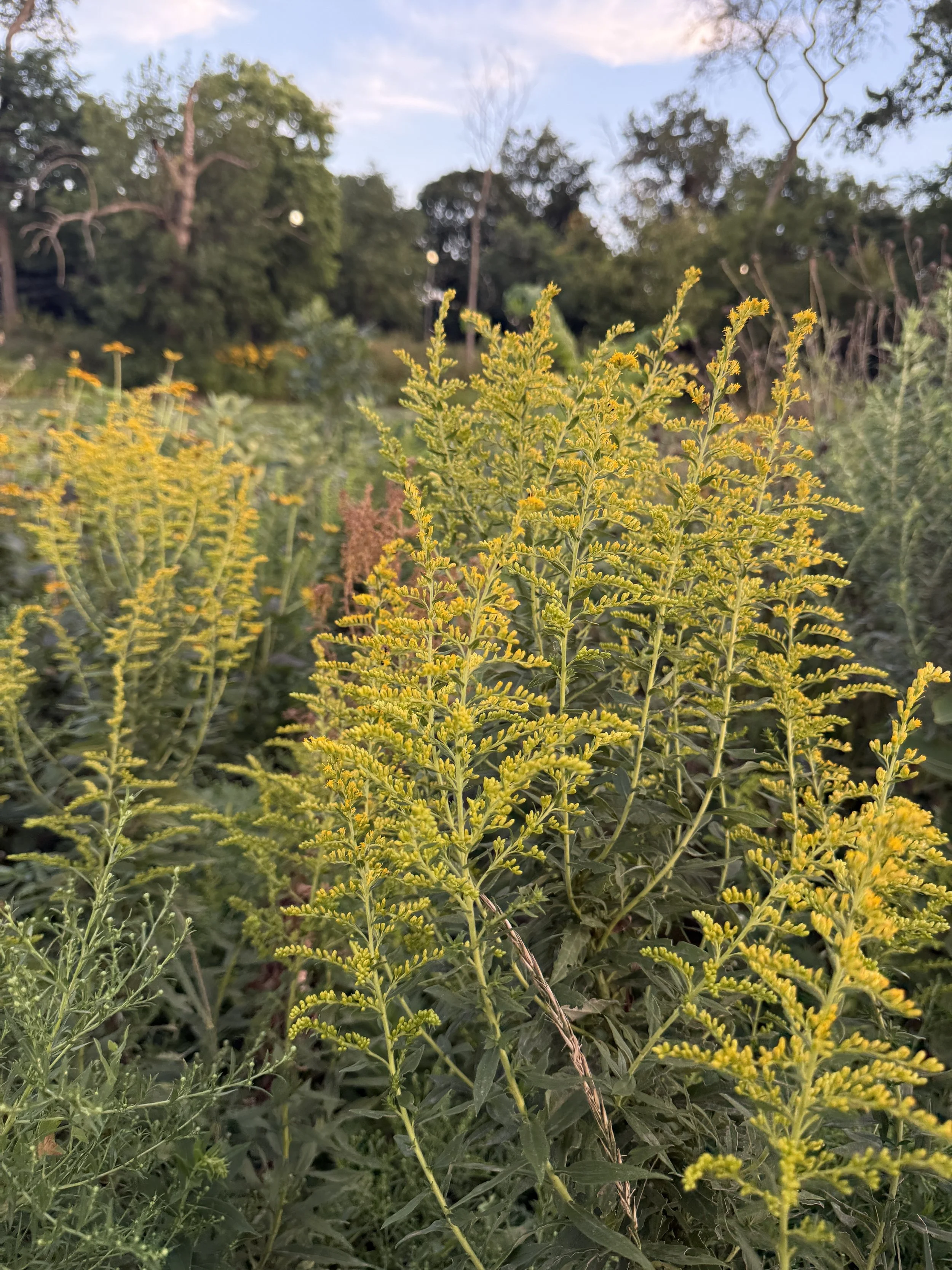 GoldenRod Solidago in field.JPG