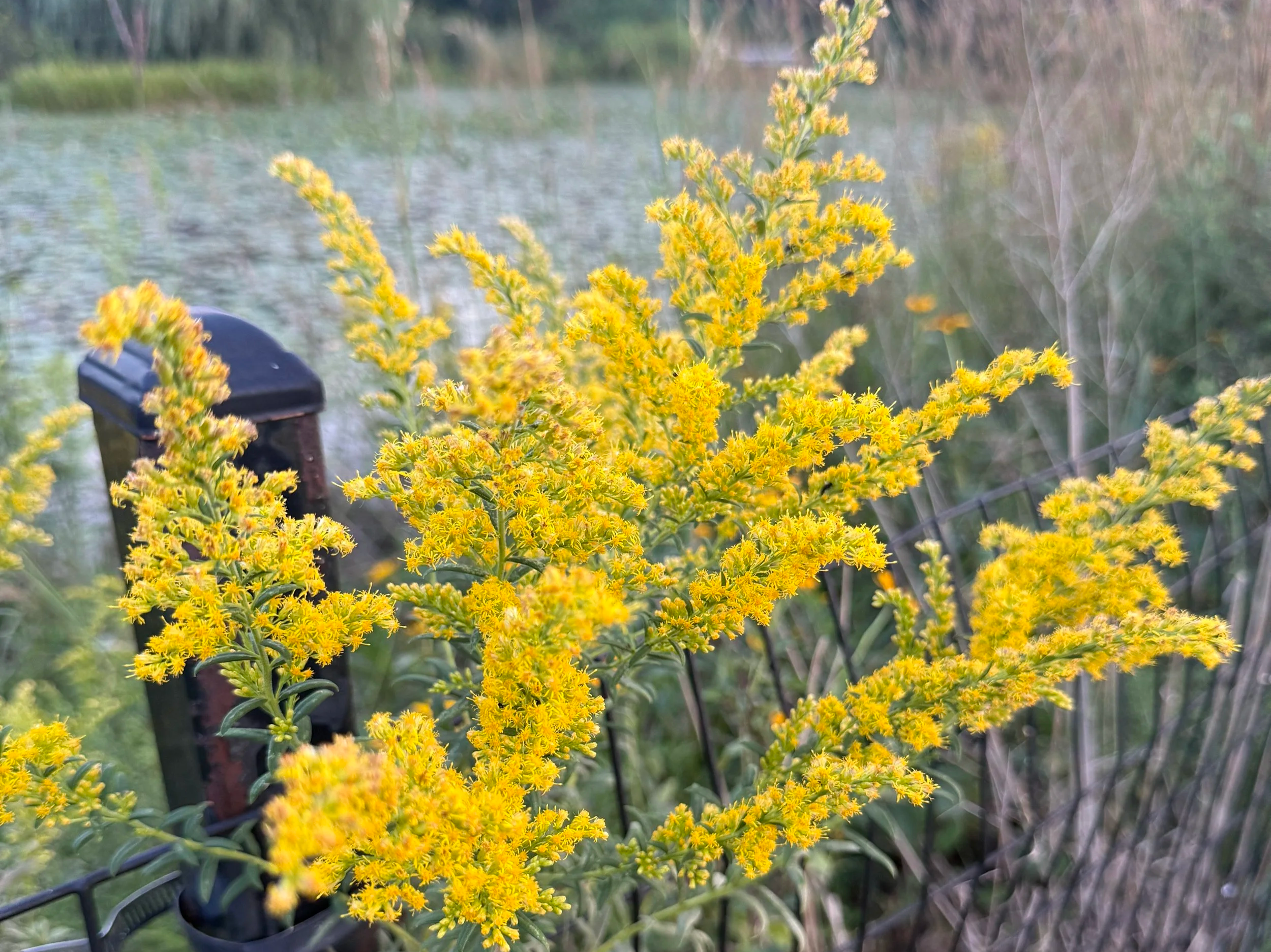 September Native Plant of the Month: Solidago spp. (Goldenrod)