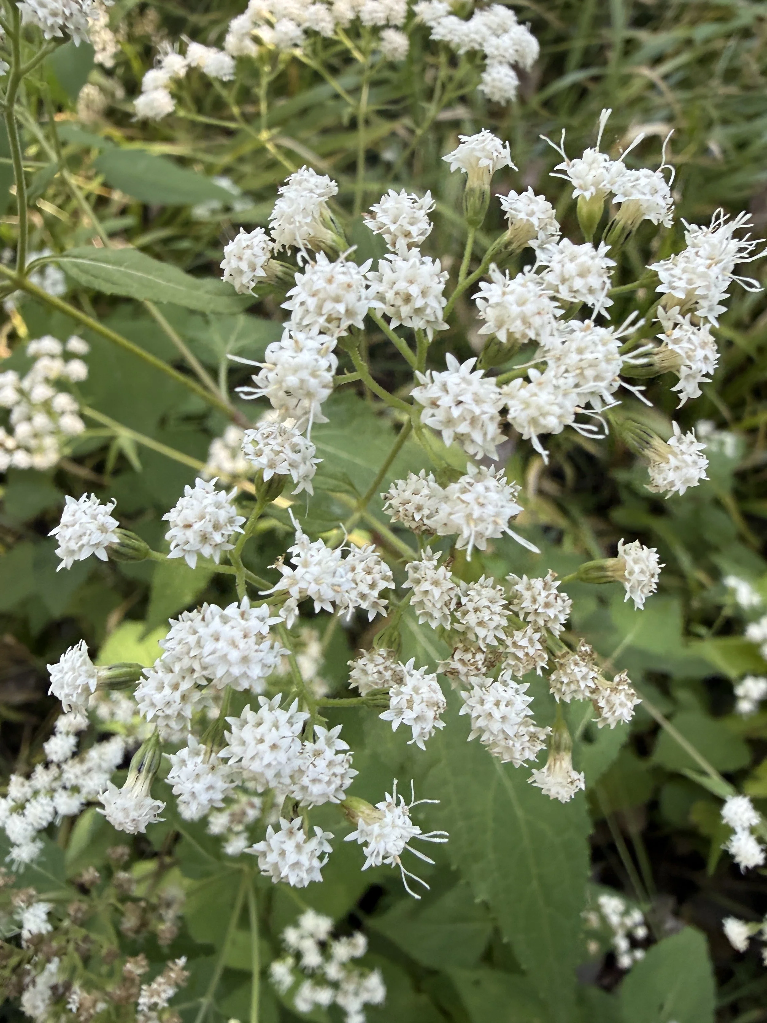 White-snakeroot-up-close.JPG