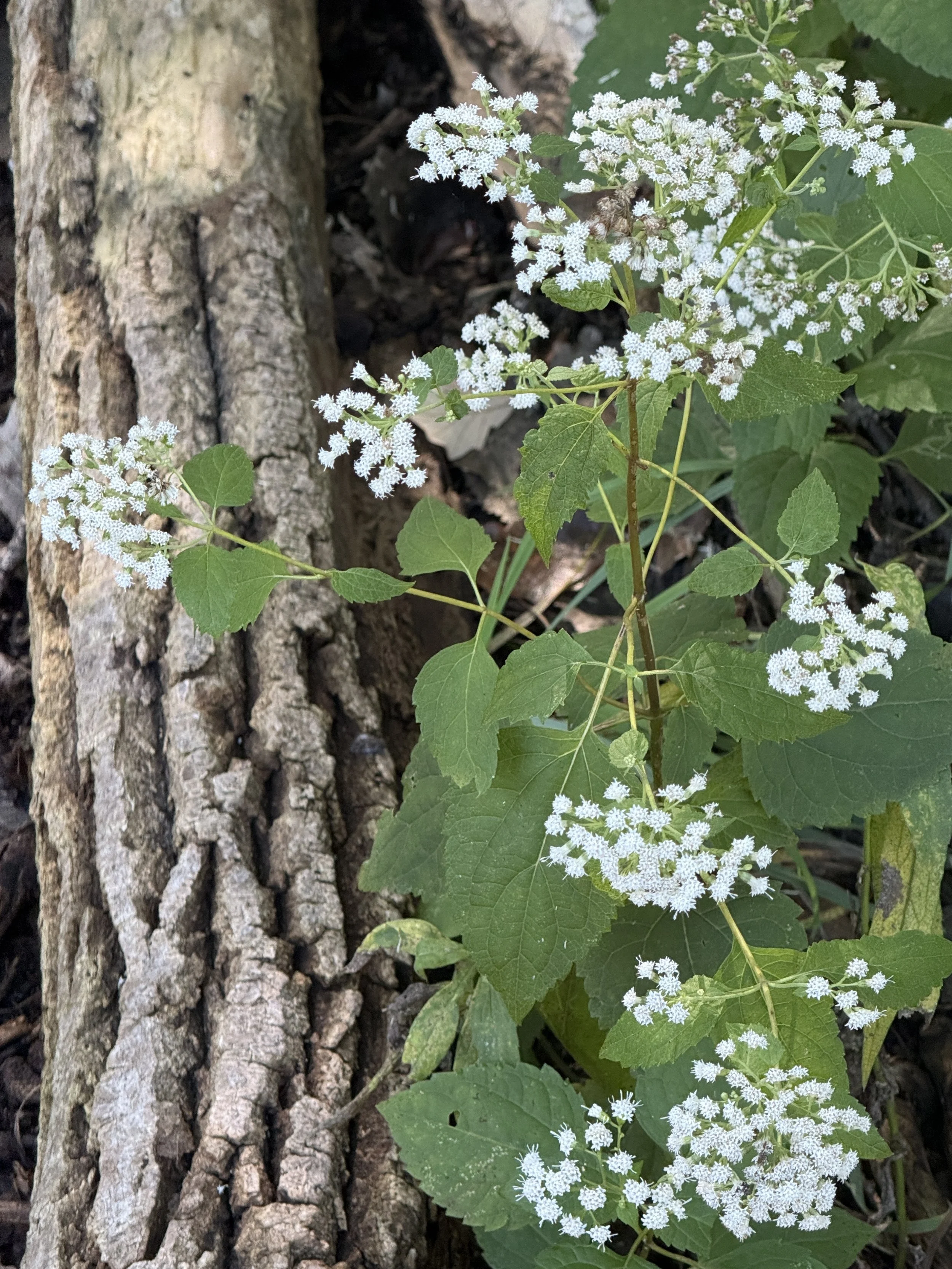 Native-plant-white-snakeroot.JPG