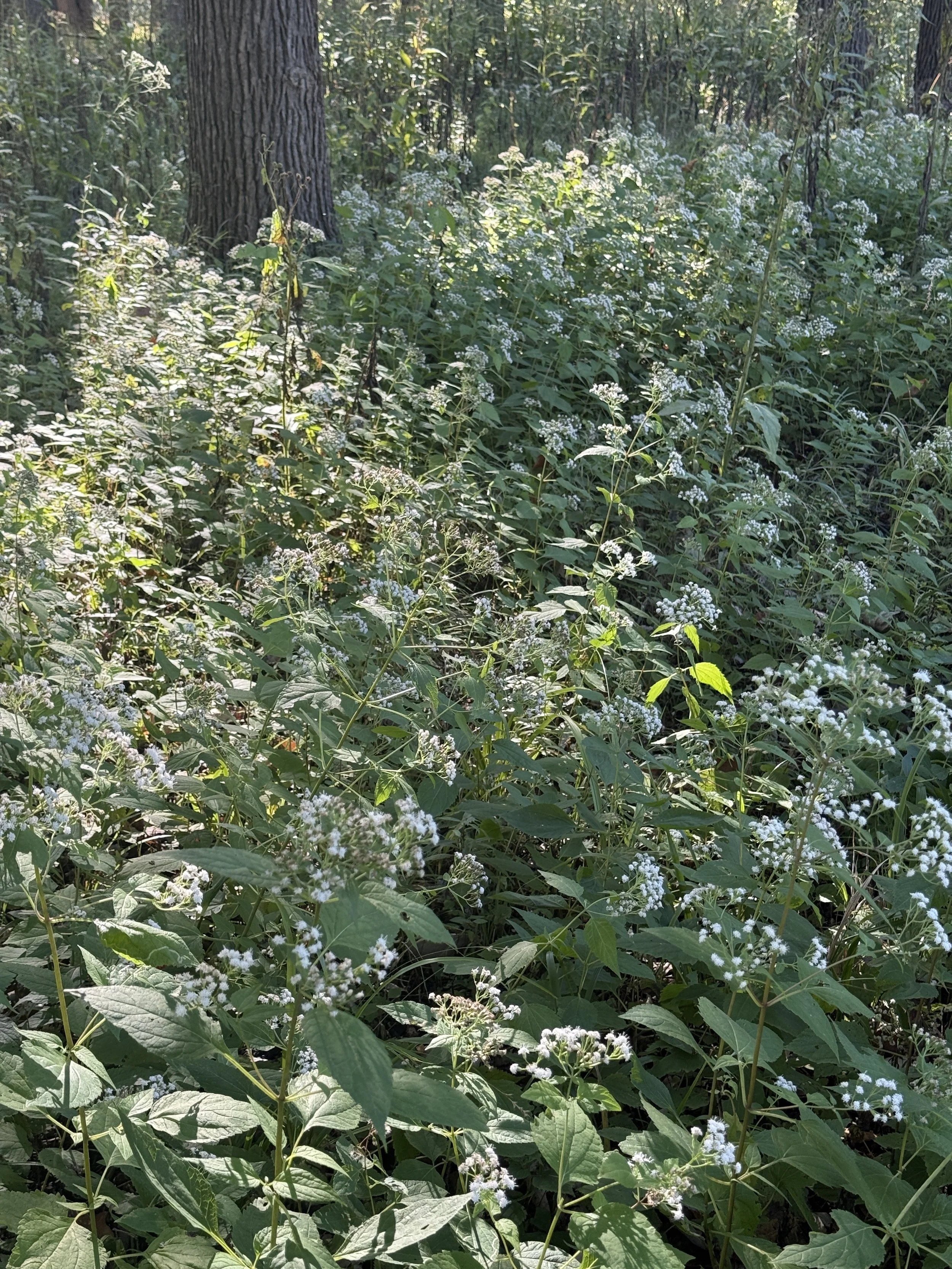 White-Snakeroot-field.JPG