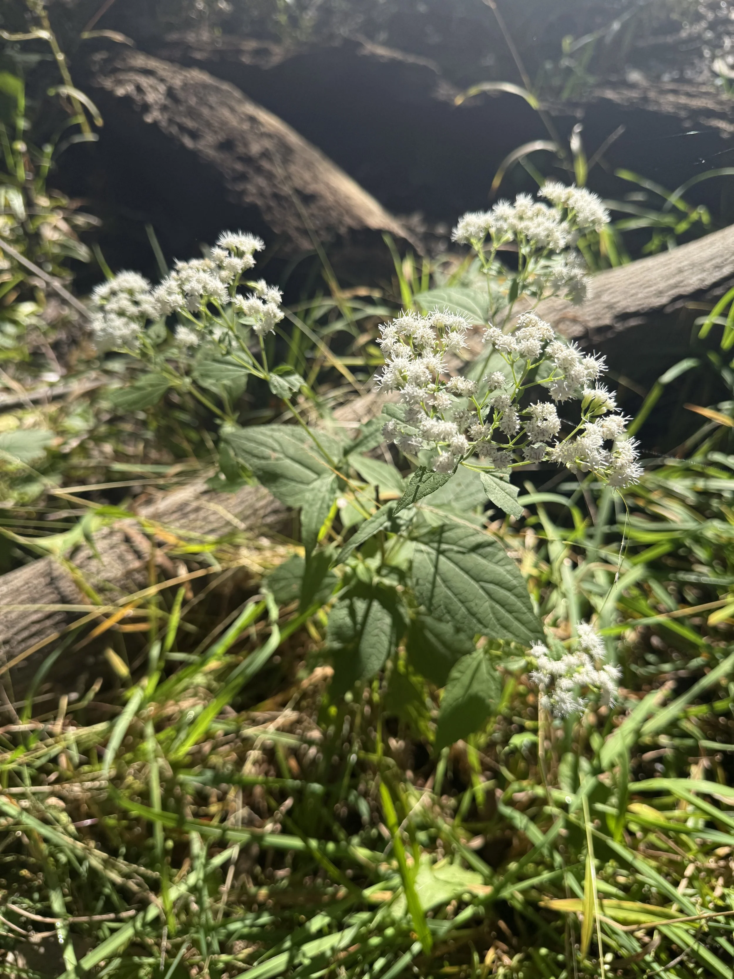 White-Snakeroot-on-forest-floor.JPG