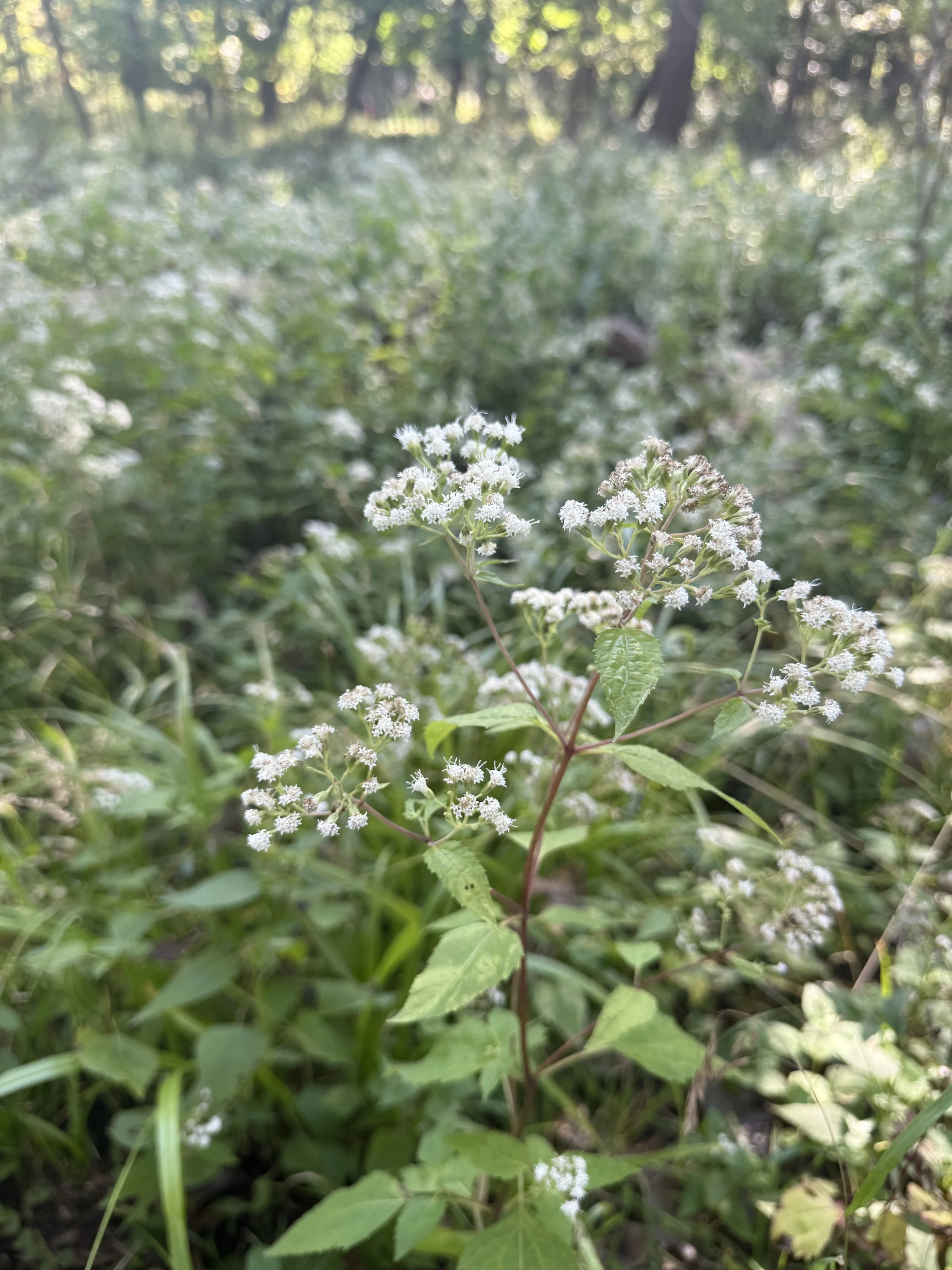 White-snakeroot-in-a-field-in-park.JPG