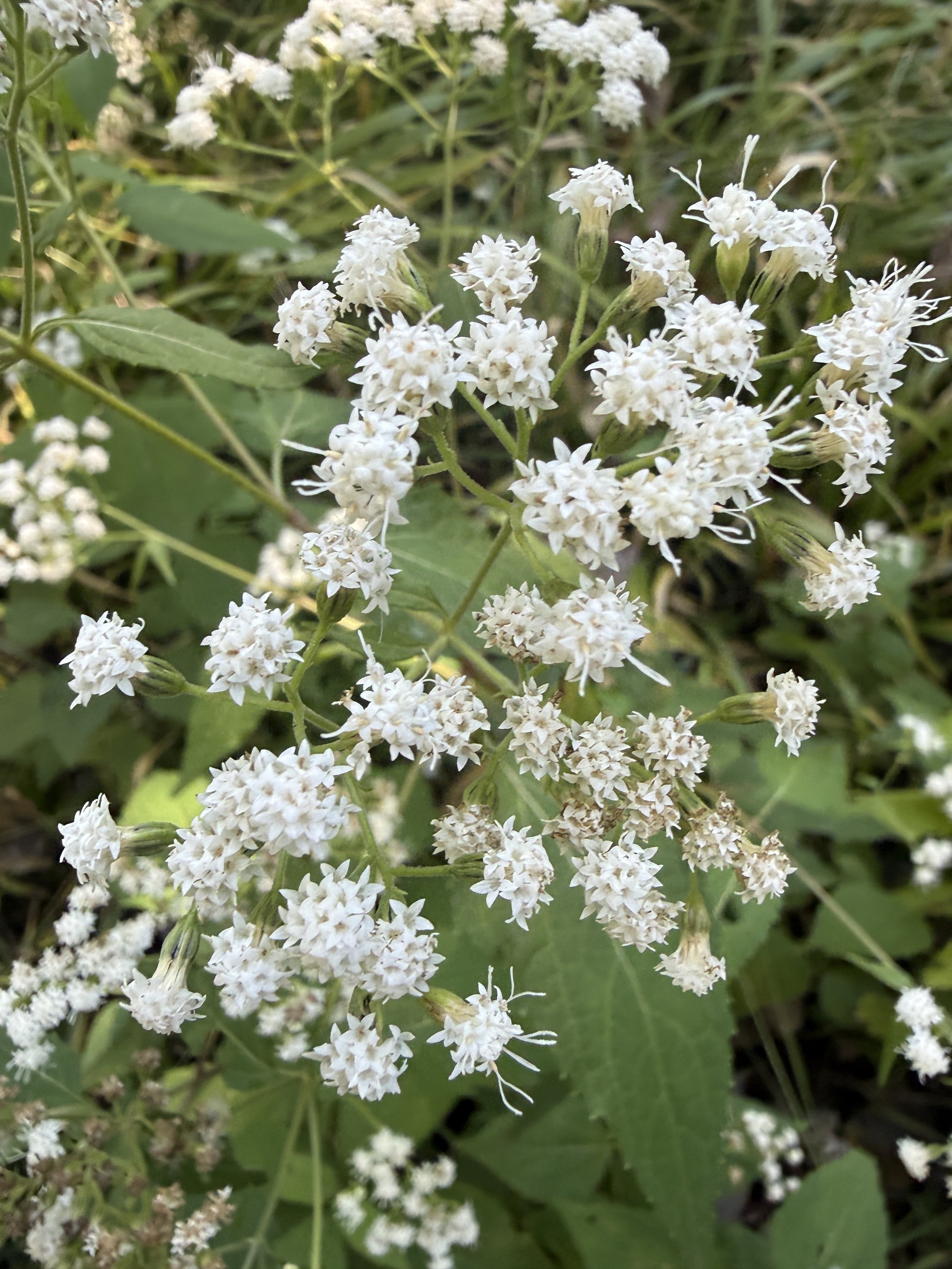 October Native Plant of the Month: White Snakeroot (Ageratina altissima)