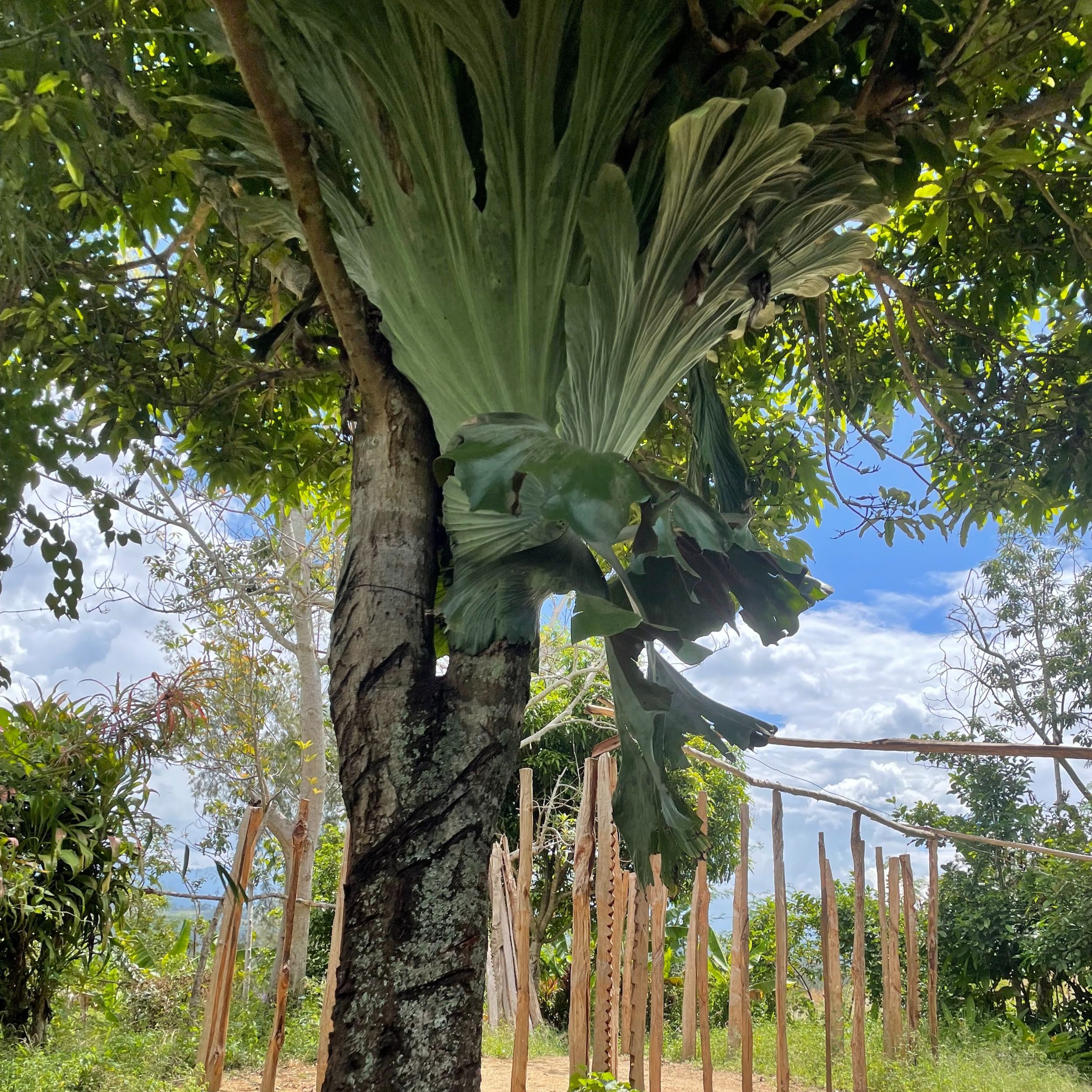 This tree can make you invincible according to legend