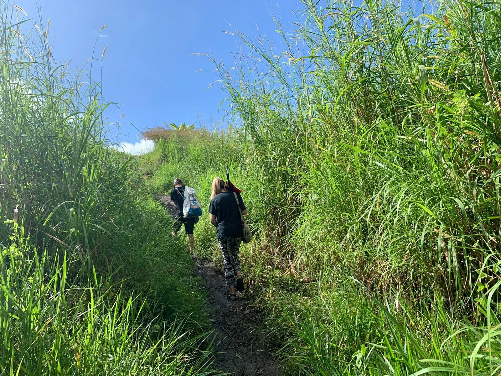 Chicken Heart Transplant