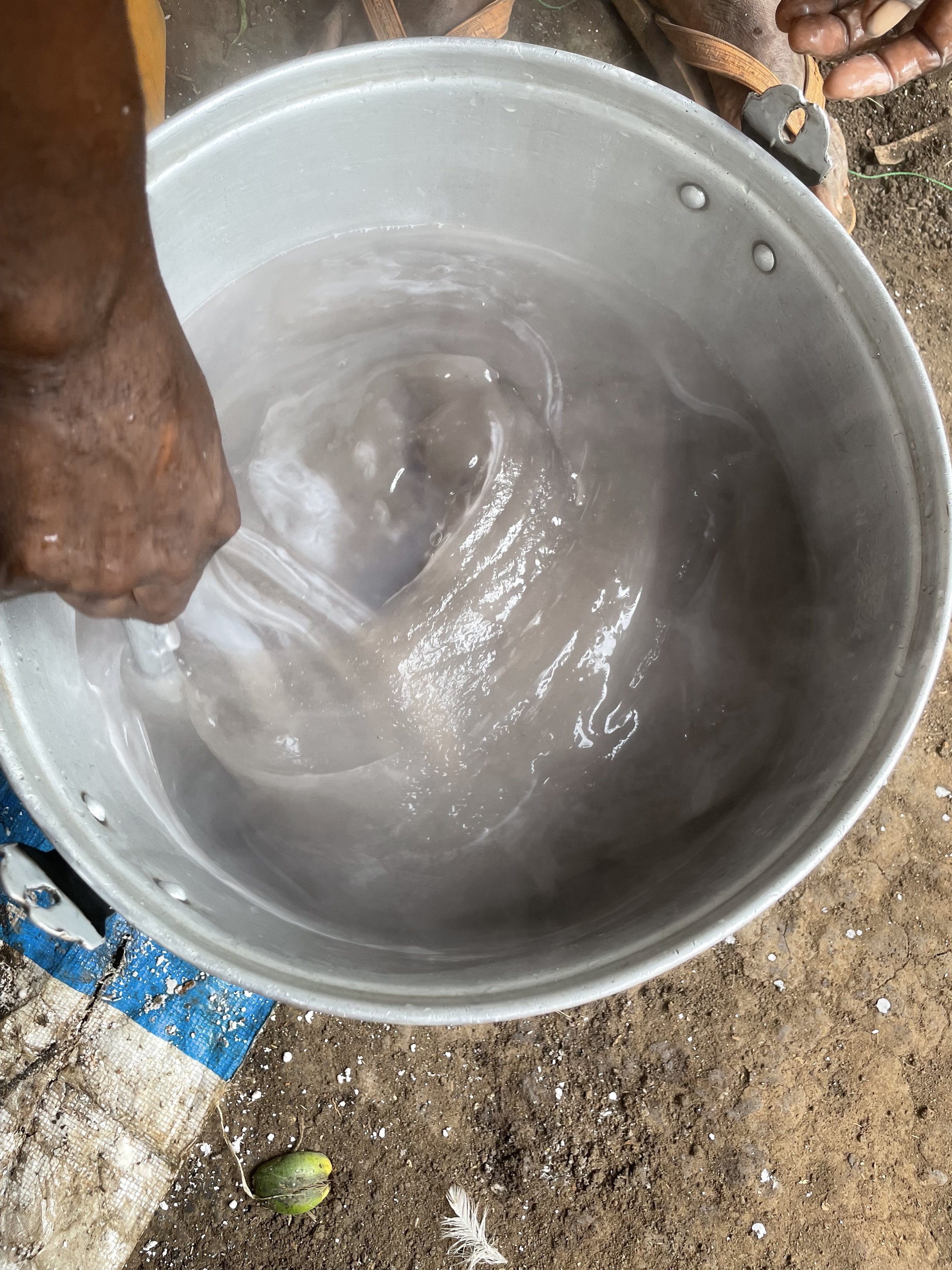 Sak Sak or Sago tree. This is a staple food in one region in PNG.