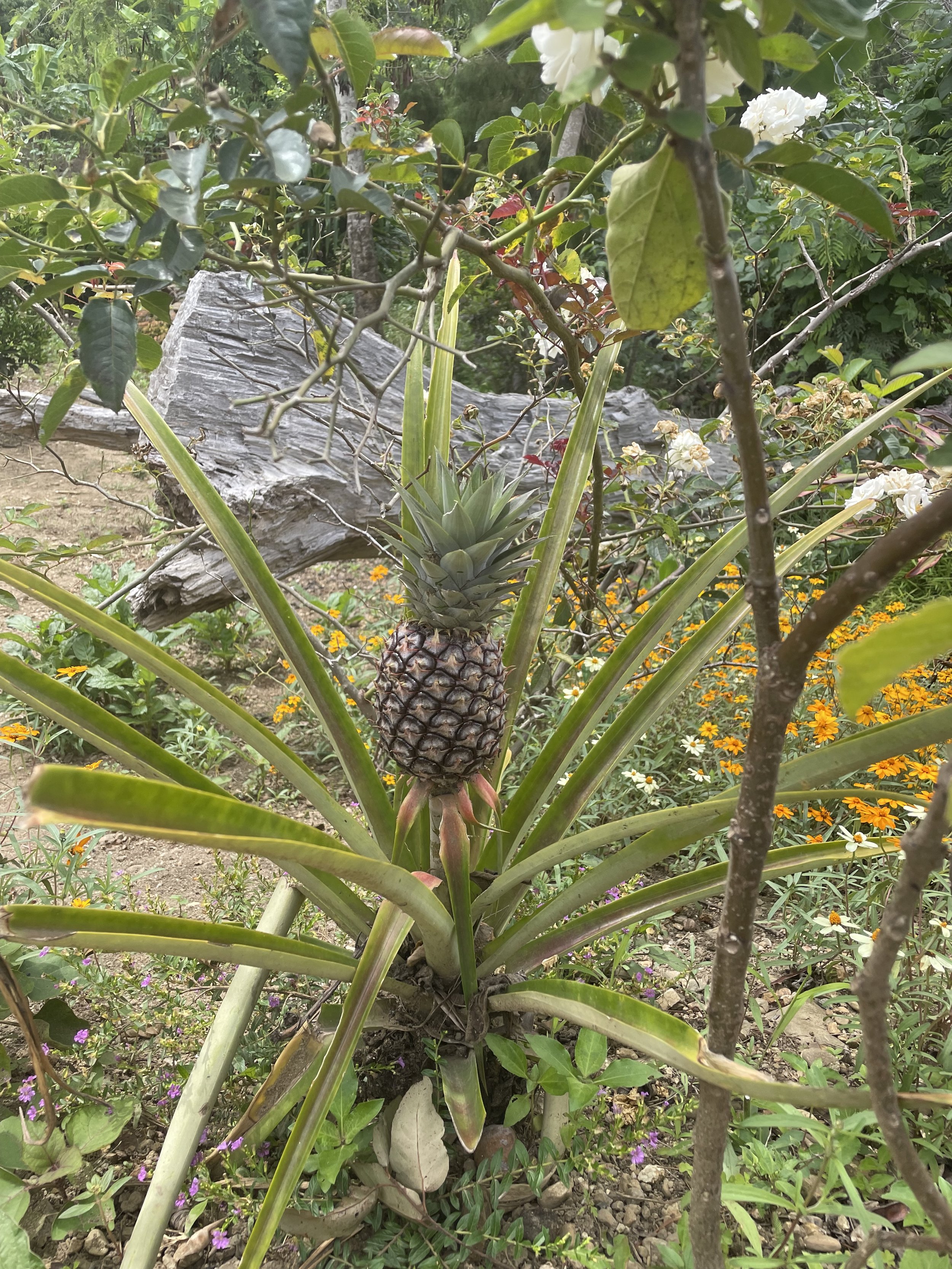 A pineapple growing in all its glory. In 9 months, the plant produces just one pineapple.