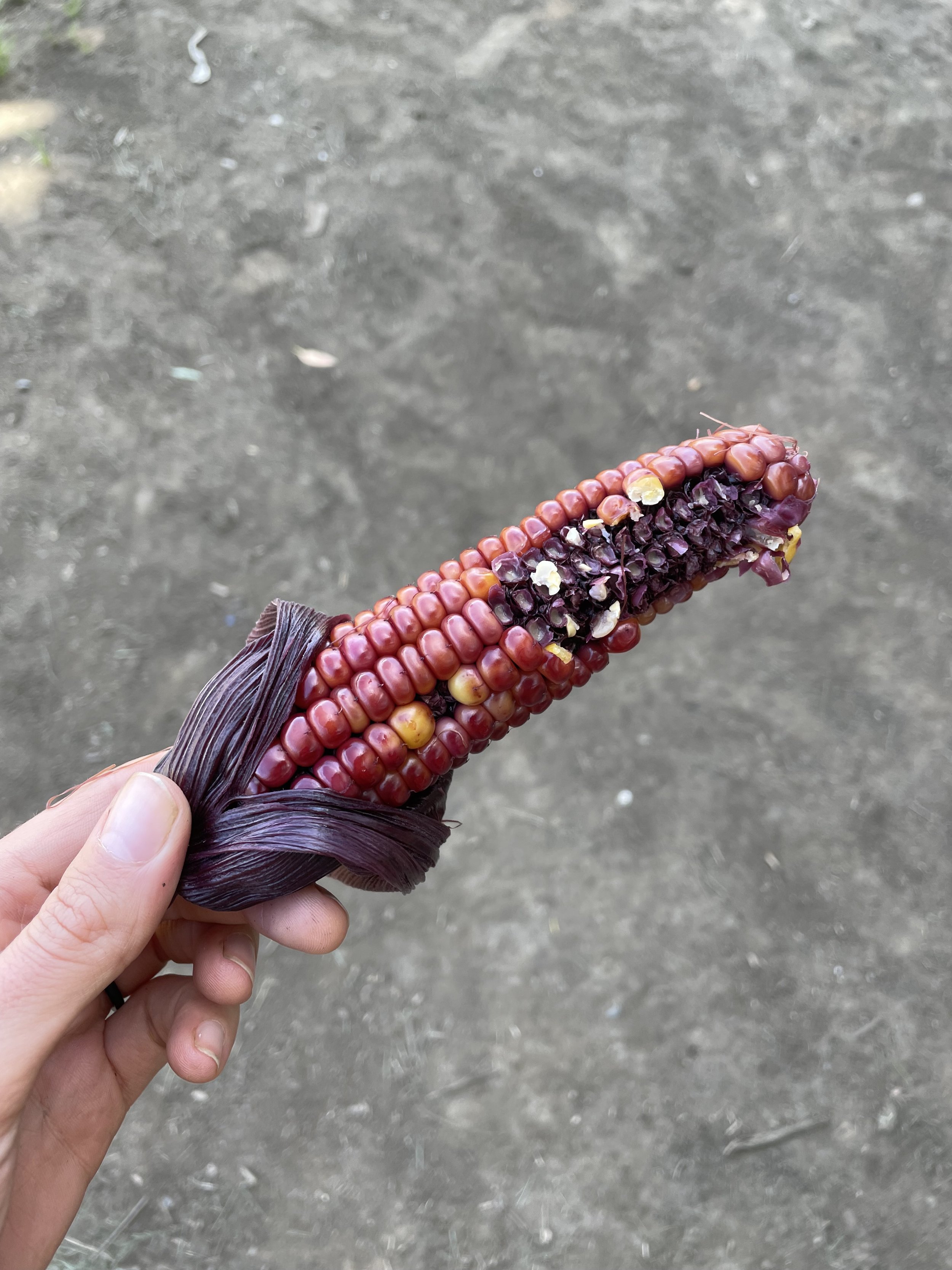Purple corn!