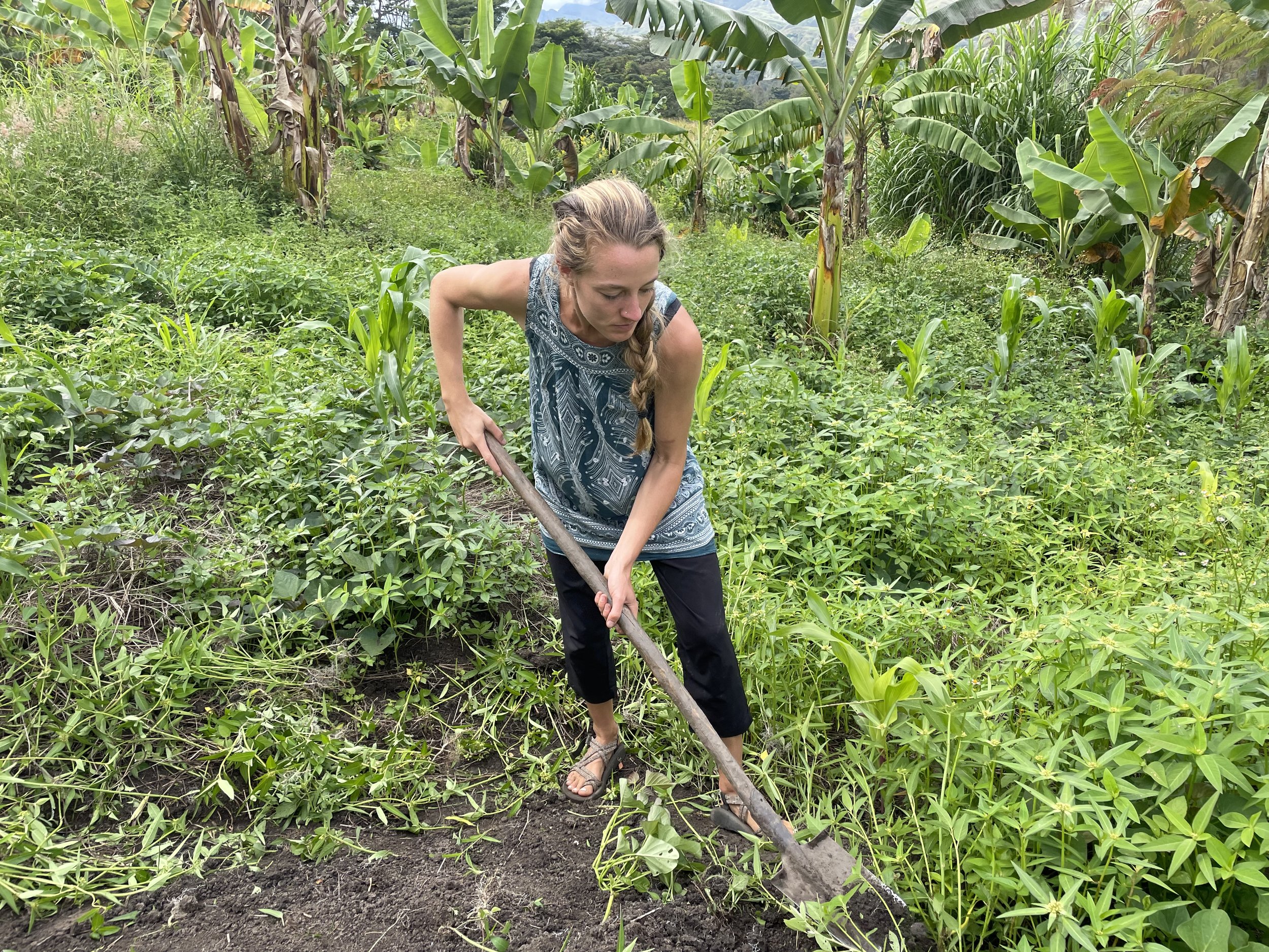 Helping Julie de-weed her sweet potato garden.